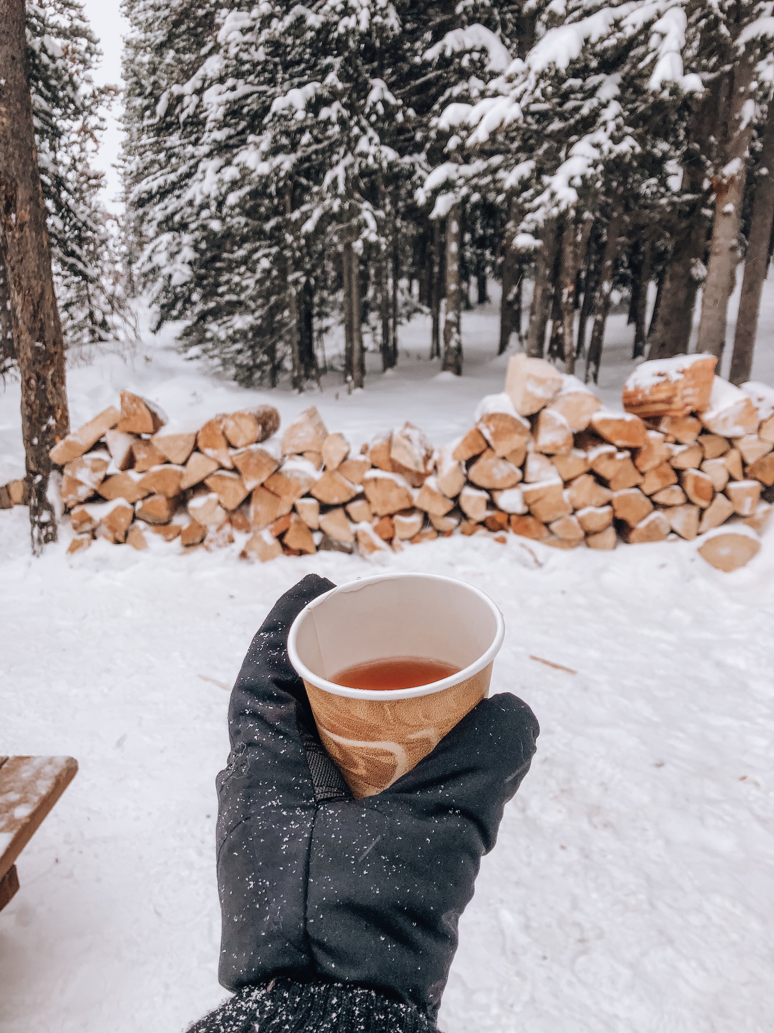 How To Book a Dog Sledding Tour in Banff, Canada