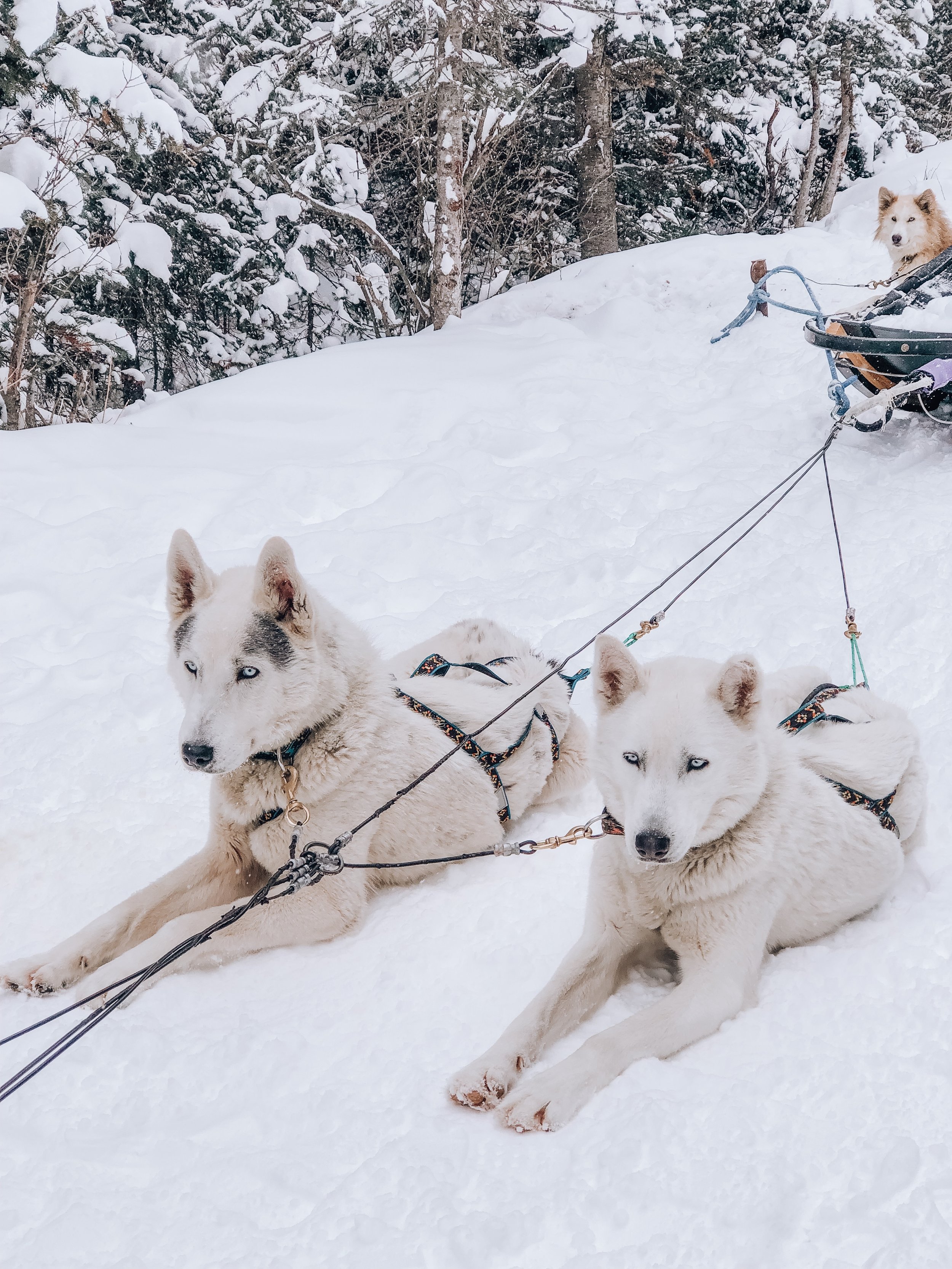 How To Book a Dog Sledding Tour in Banff, Canada