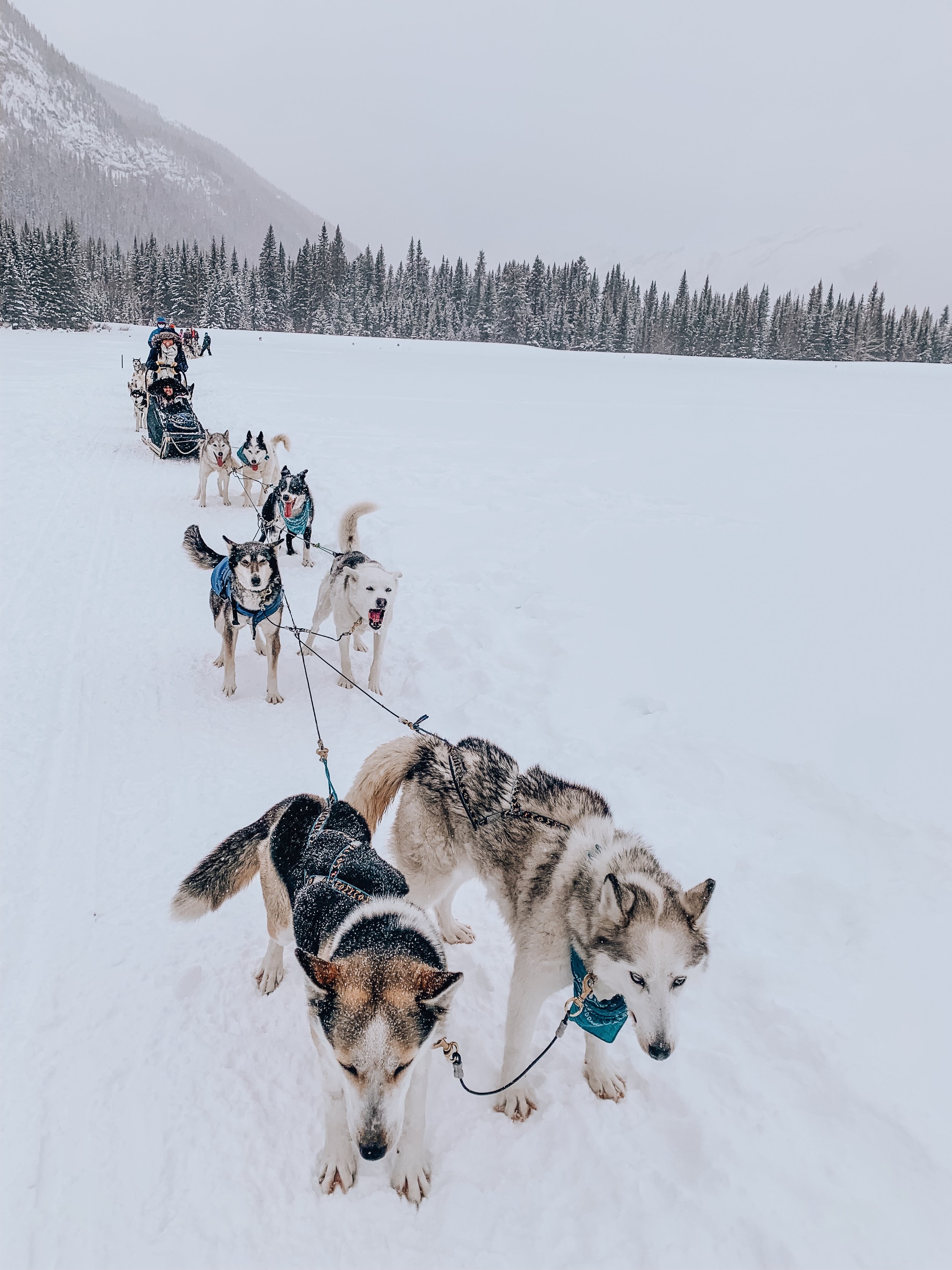 How To Book a Dog Sledding Tour in Banff, Canada