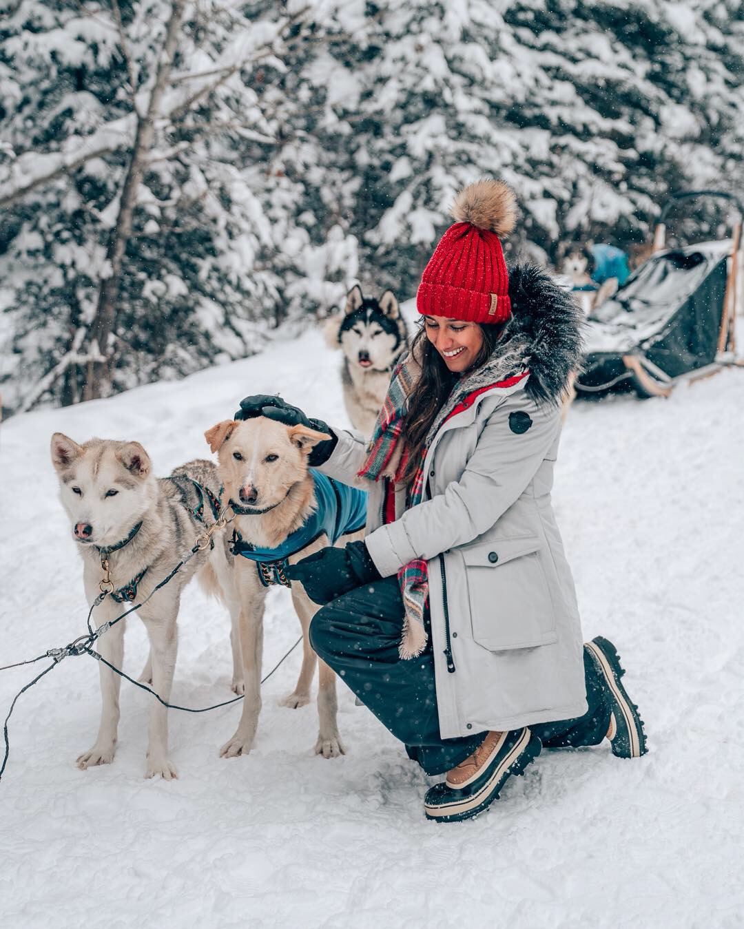 How To Book a Dog Sledding Tour in Banff, Alberta, Canada