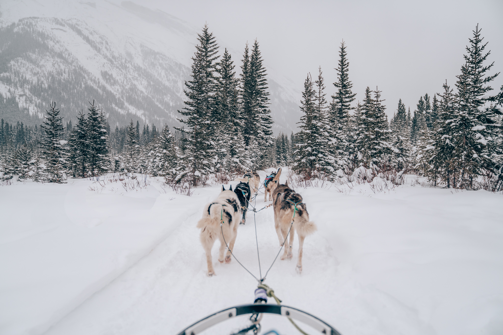 How To Book a Dog Sledding Tour in Banff, Canada