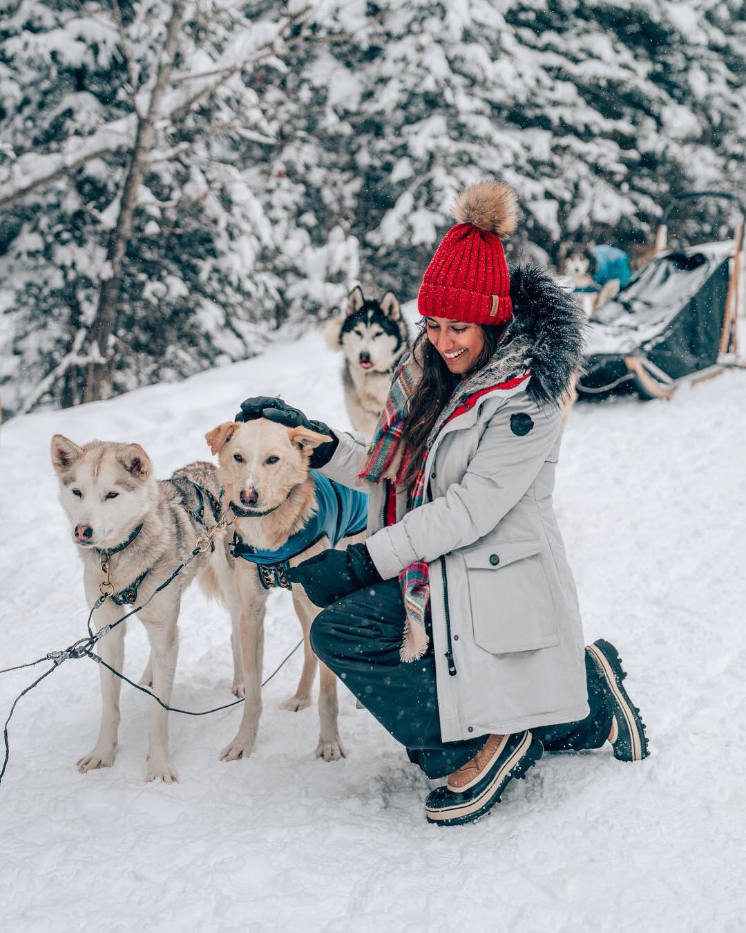 Dog Sledding, Snowy Owl Dog Sledding Tour, Banff, Alberta