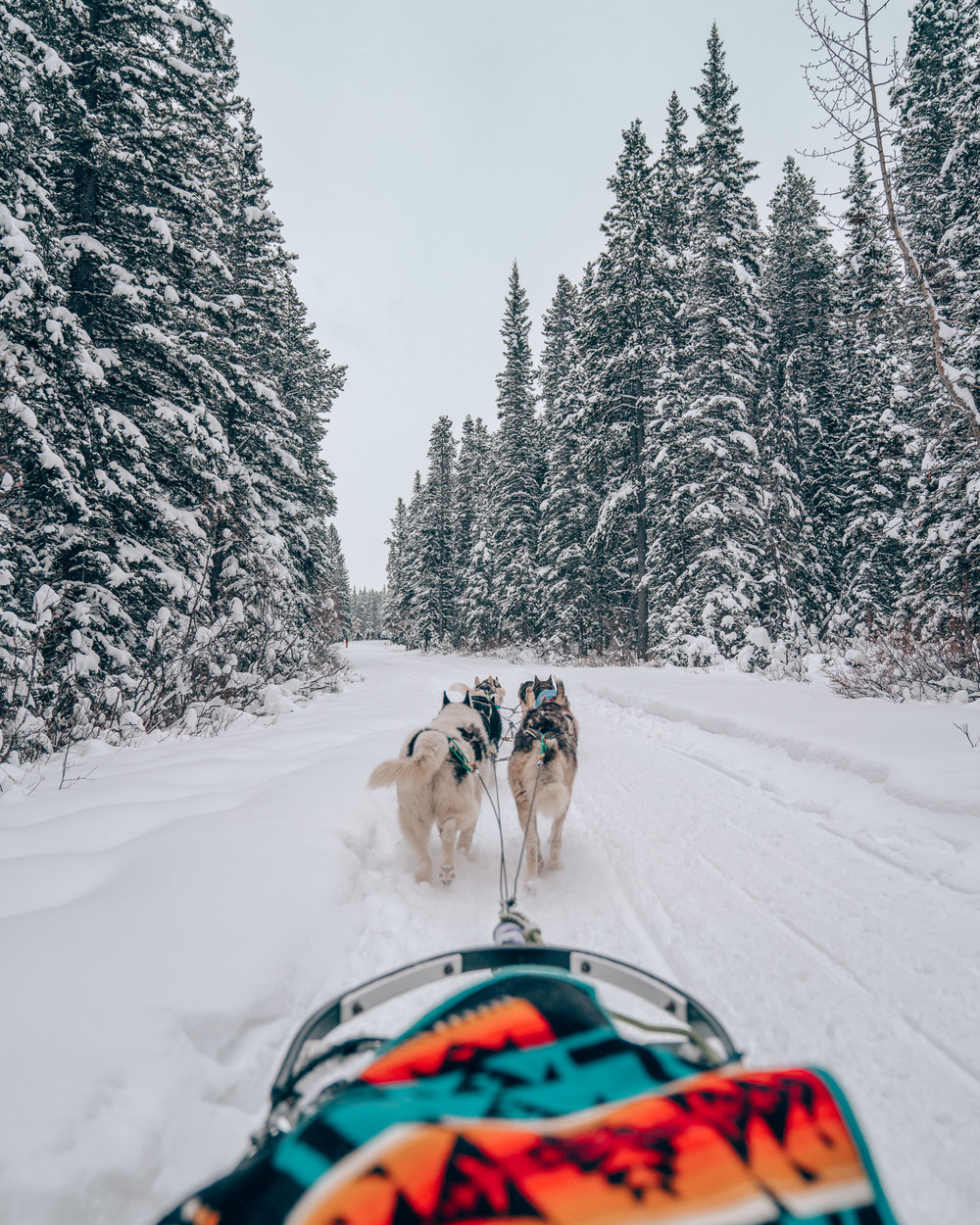 Dog Sledding in Banff National Park