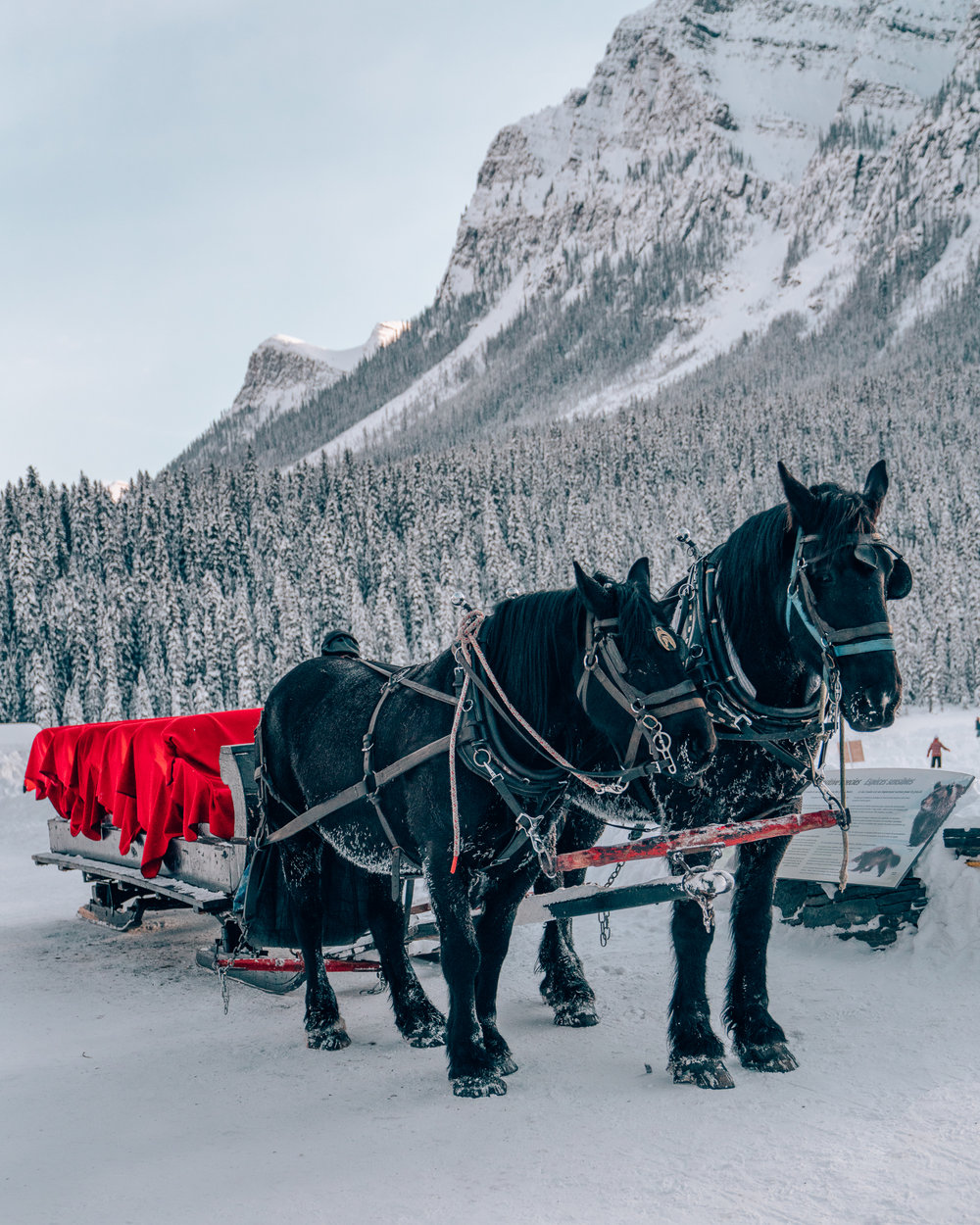 Sleigh Ride at the Fairmont Chateau Lake Louise