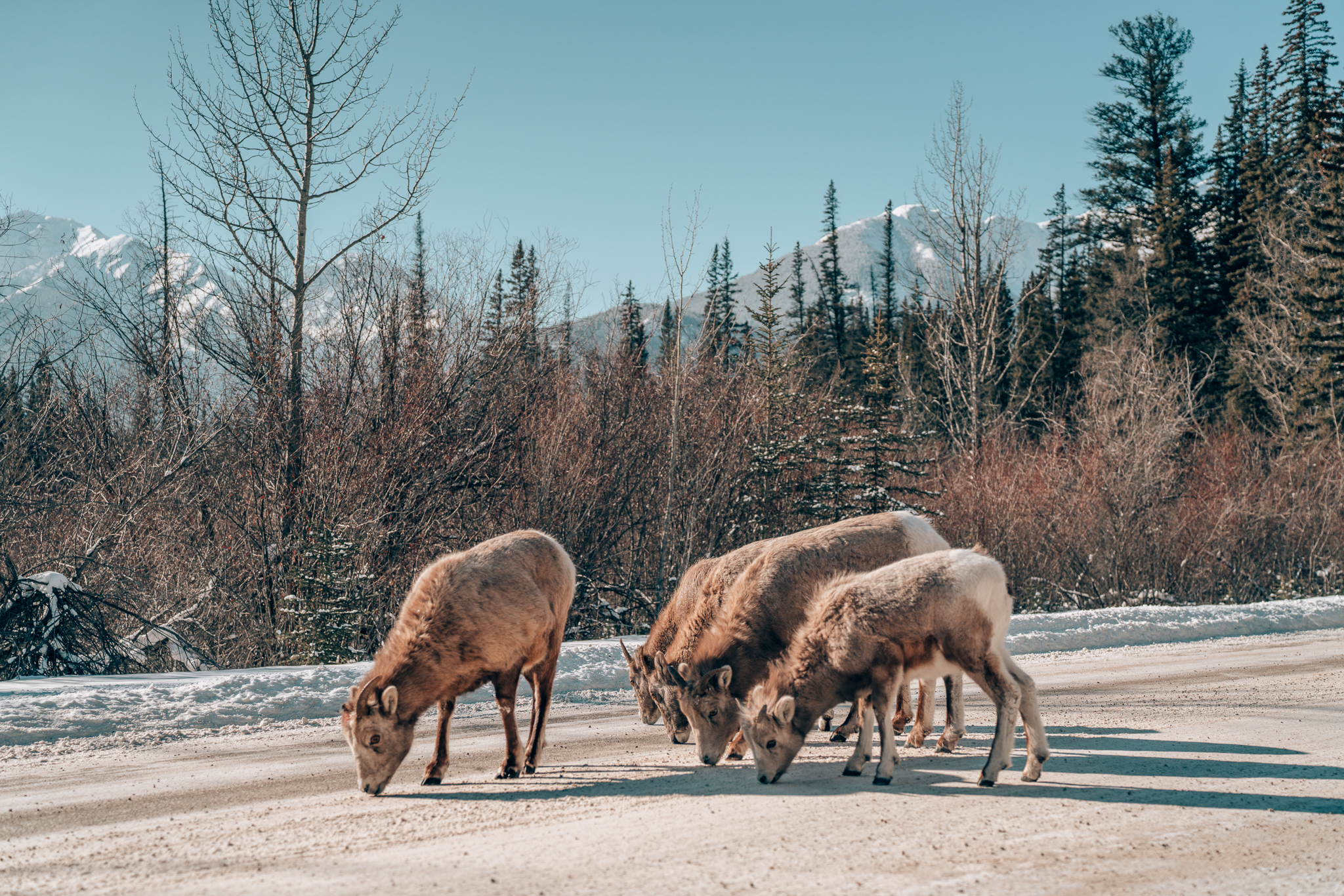 SAS x Travel Alberta x Big Horn Sheep.jpg