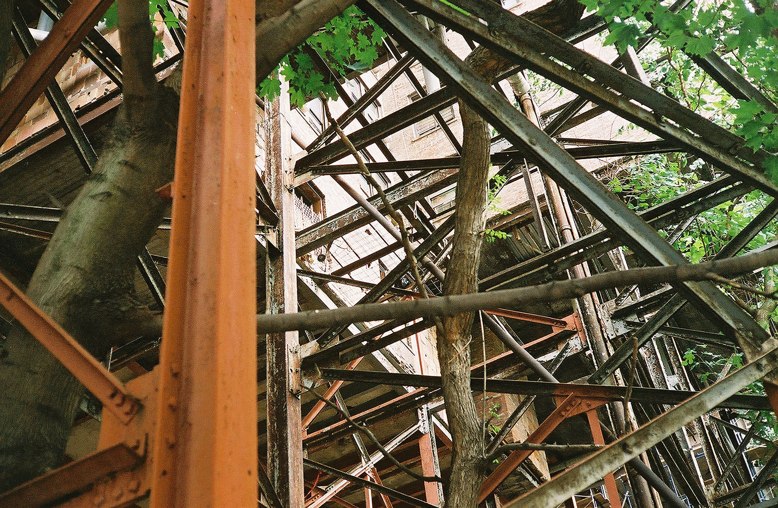 trees and beams.jpg