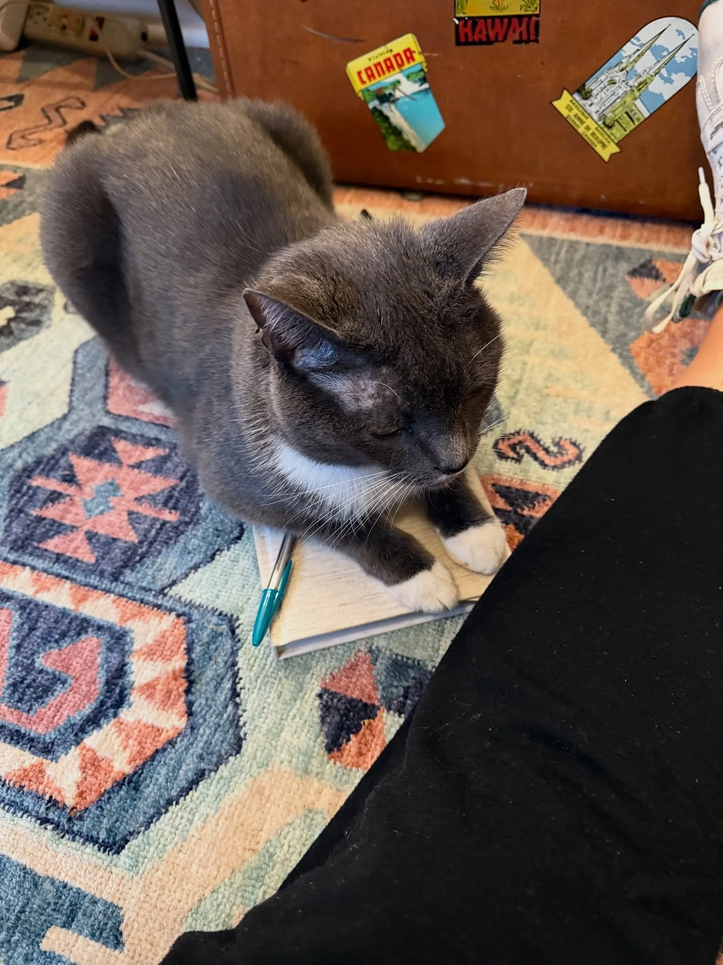 No one works harder at maintaining my work life balance than Blu. Whether sitting on my arms and laptop to pull me away from my computer or wrestling me for (I have the scratch marks to prove it when I went for my pen) and then sitting on my journal 