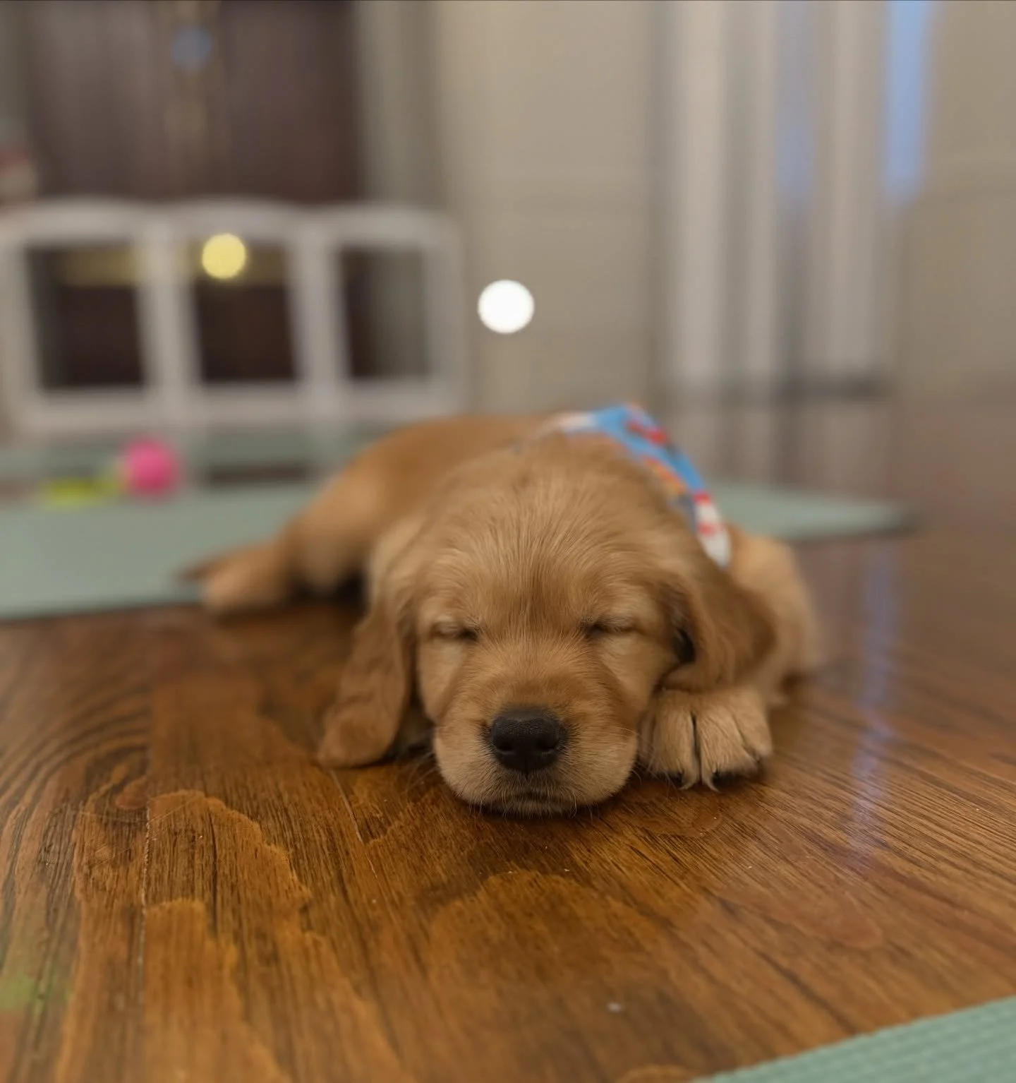 It was more Puppies than Yoga for us today but my sweet nieces and I had such a joyful morning today doing a modified puppy poses and downward facing dogs with @puppies_yoga_cincinnati Thanks @ahroe for letting me steal the girls away this morning fo
