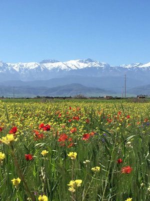 Yogarejse - Marrakech 
