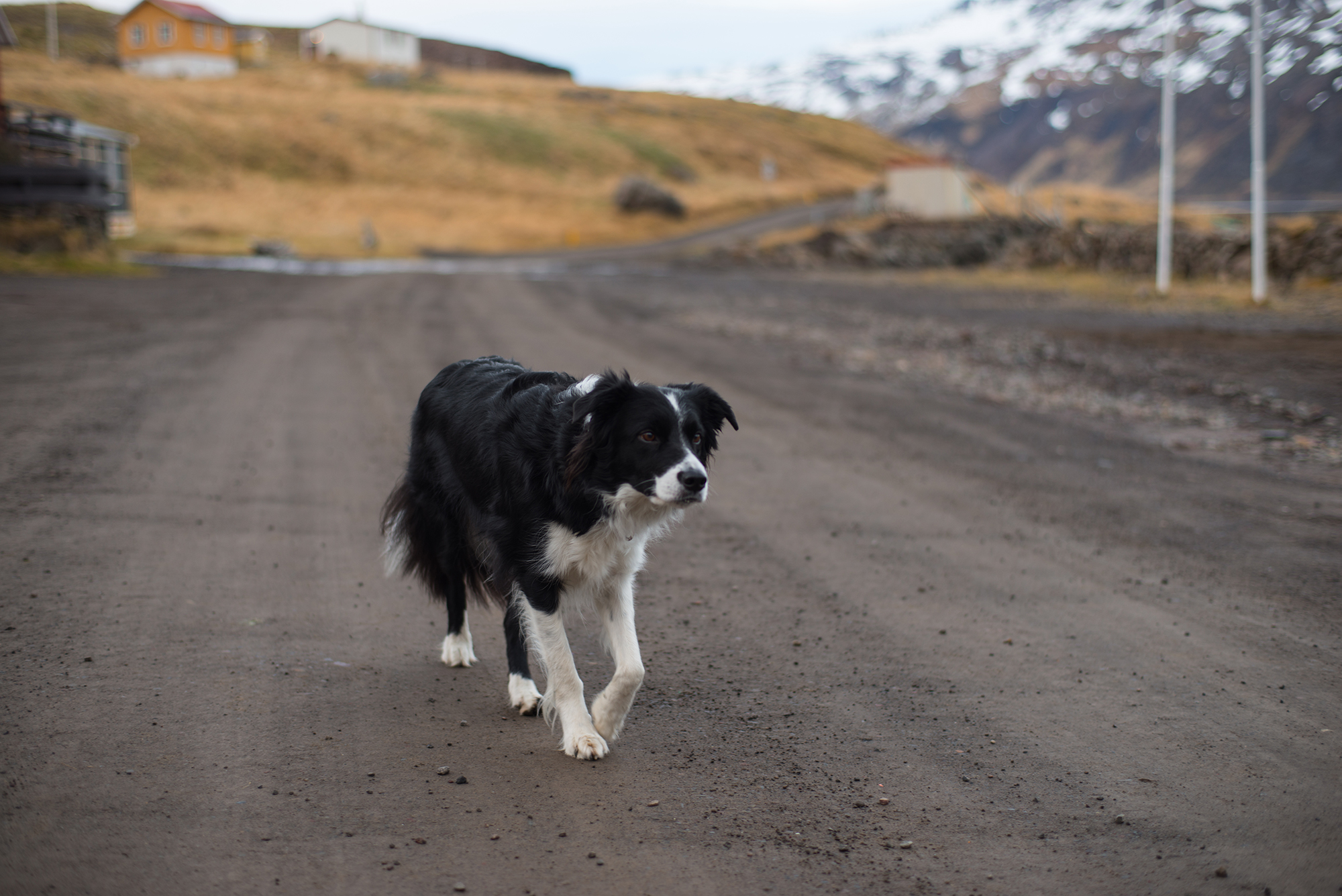 Freyja the local dog kept a close eye on us