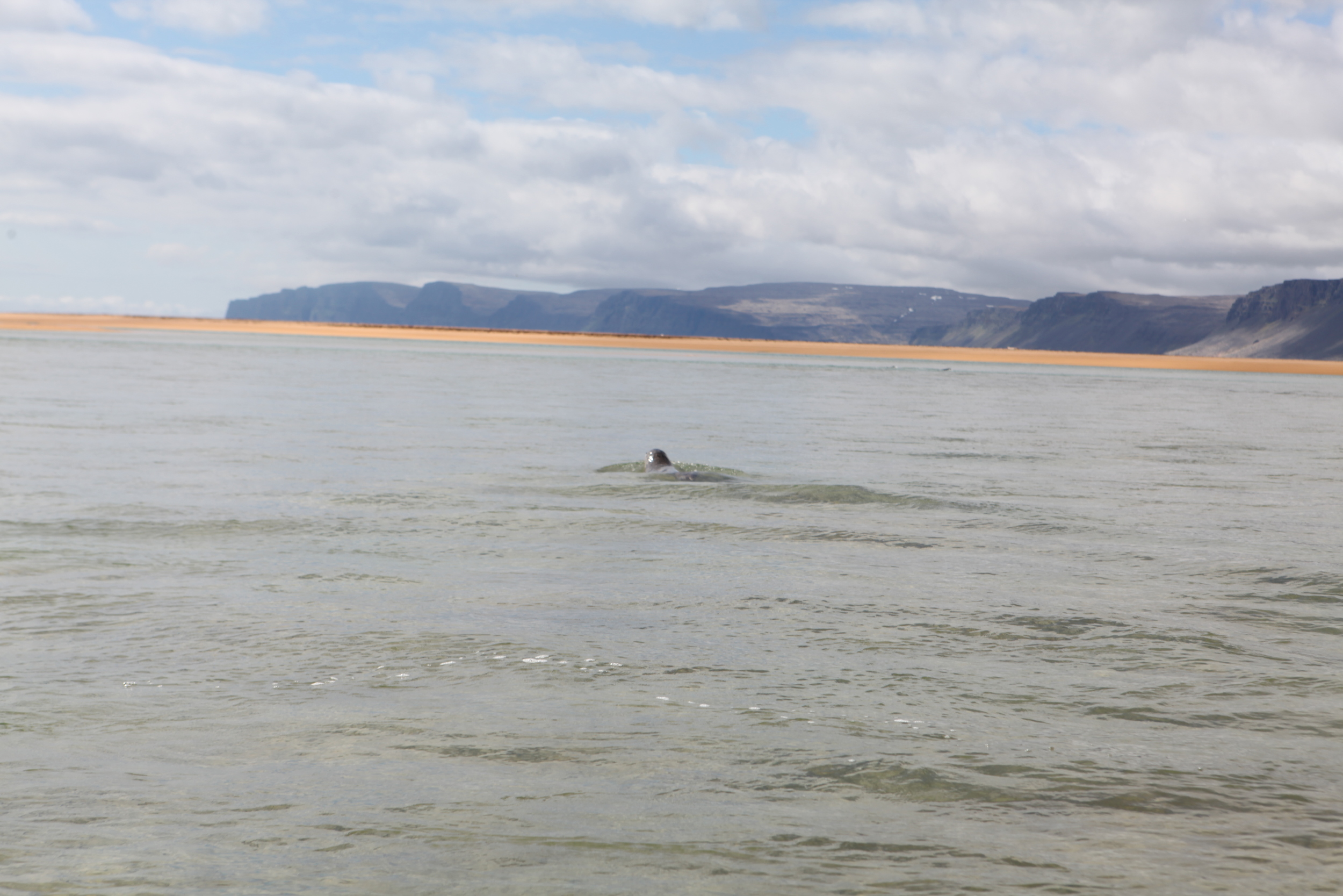 We sailed though a heard of seals that were very curious 