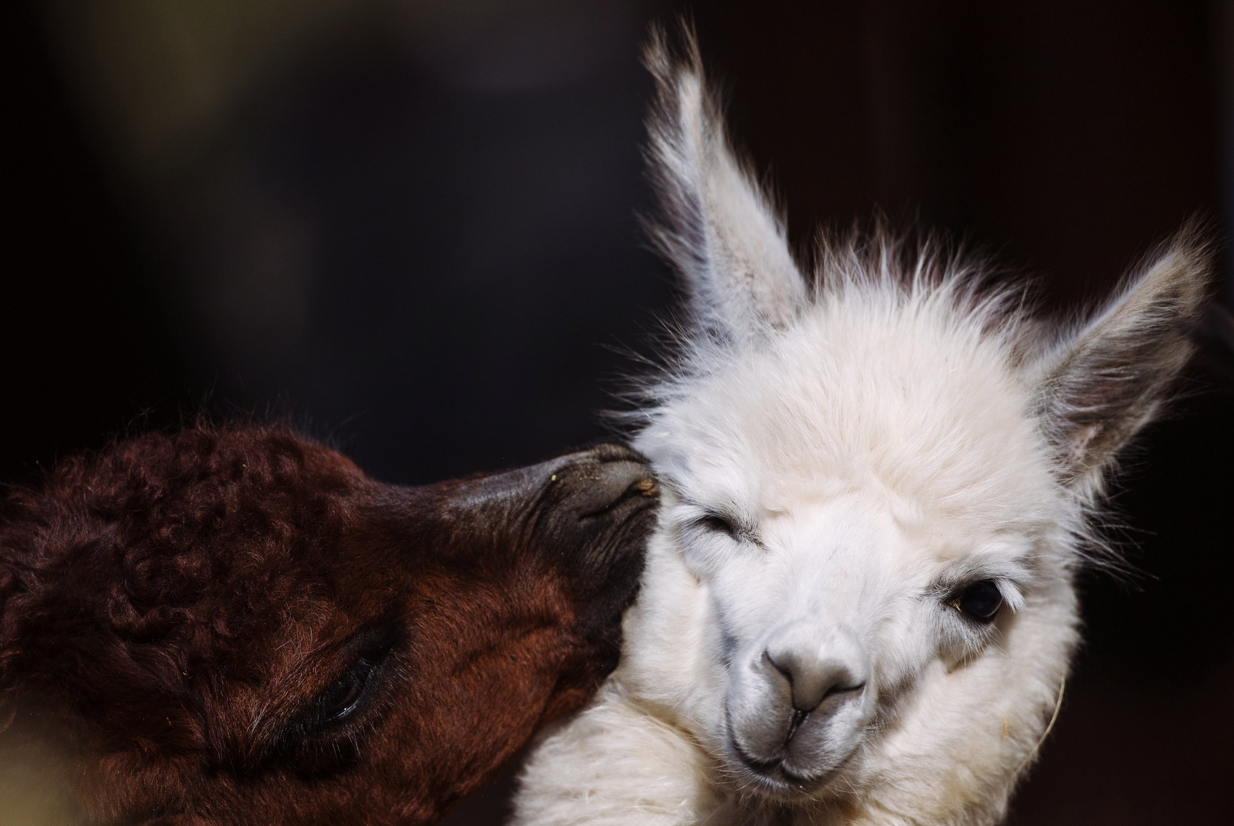  Ein braunes Lama kneift einem weißen Lama in die Backe 