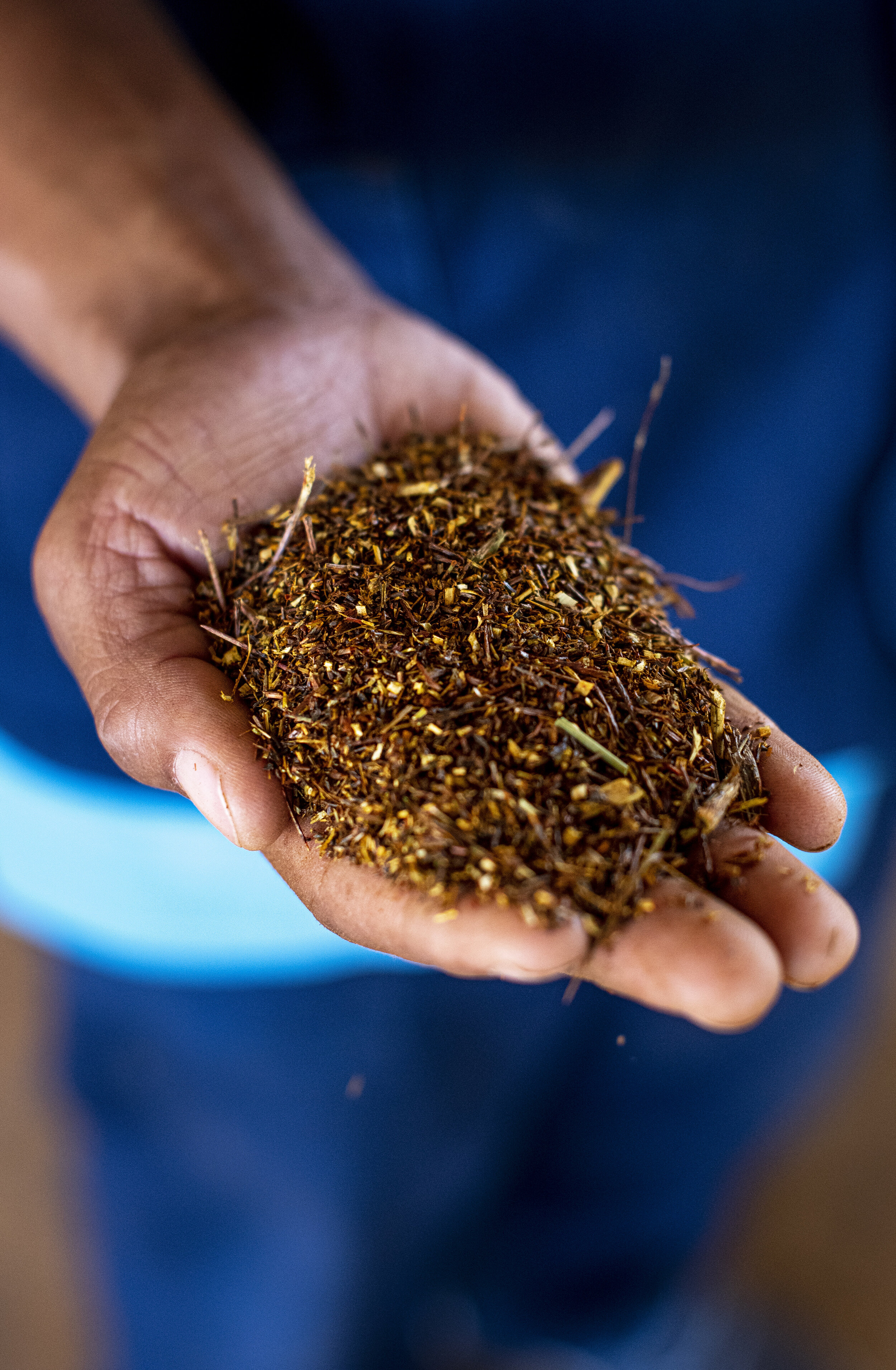  In der Trocken-Anlage der Kooperative wird der Rooibos der Heiveld-Farmer getrocknet und verpackt. 