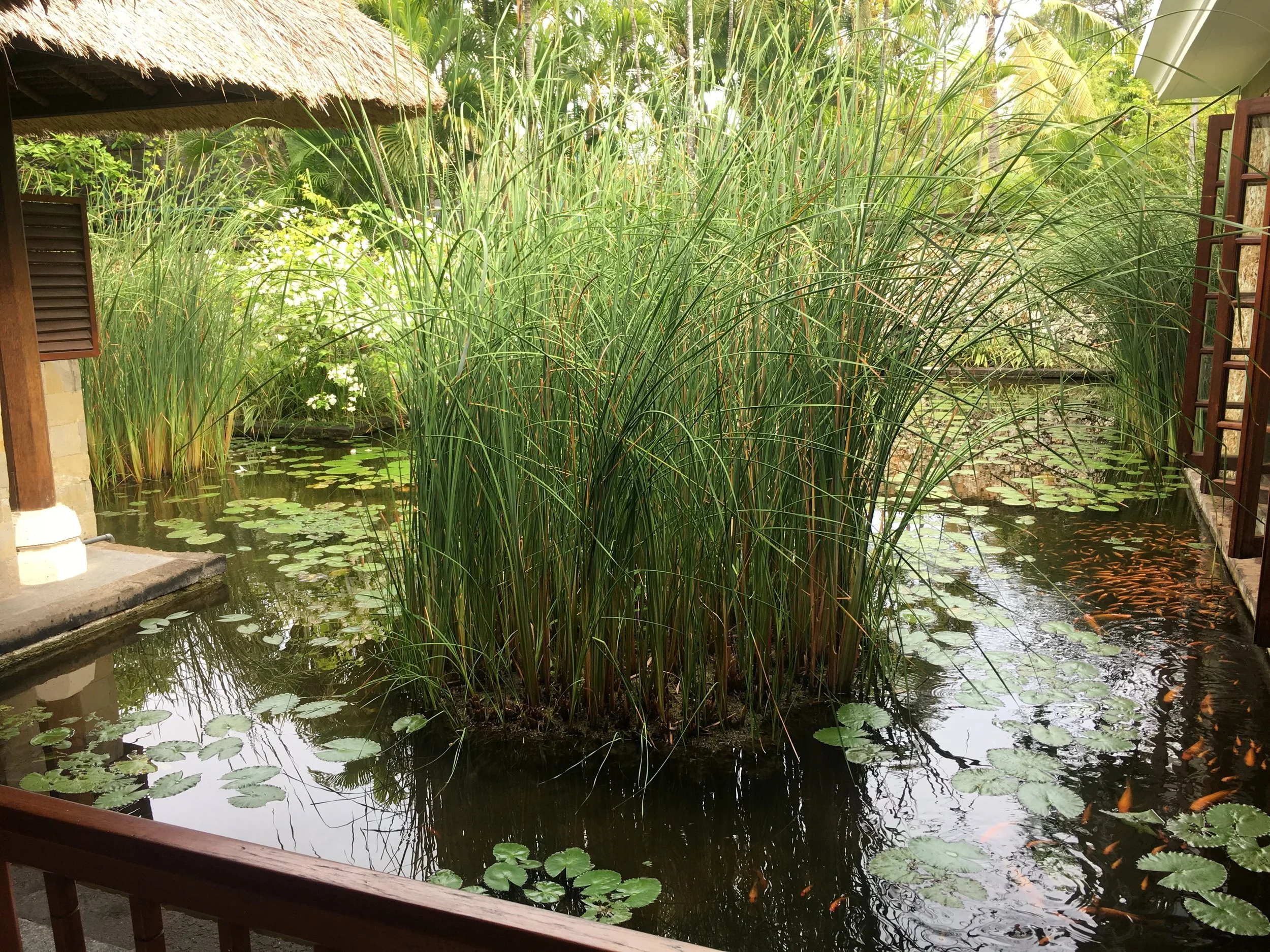 The lily ponds at the Oberoi Spa 