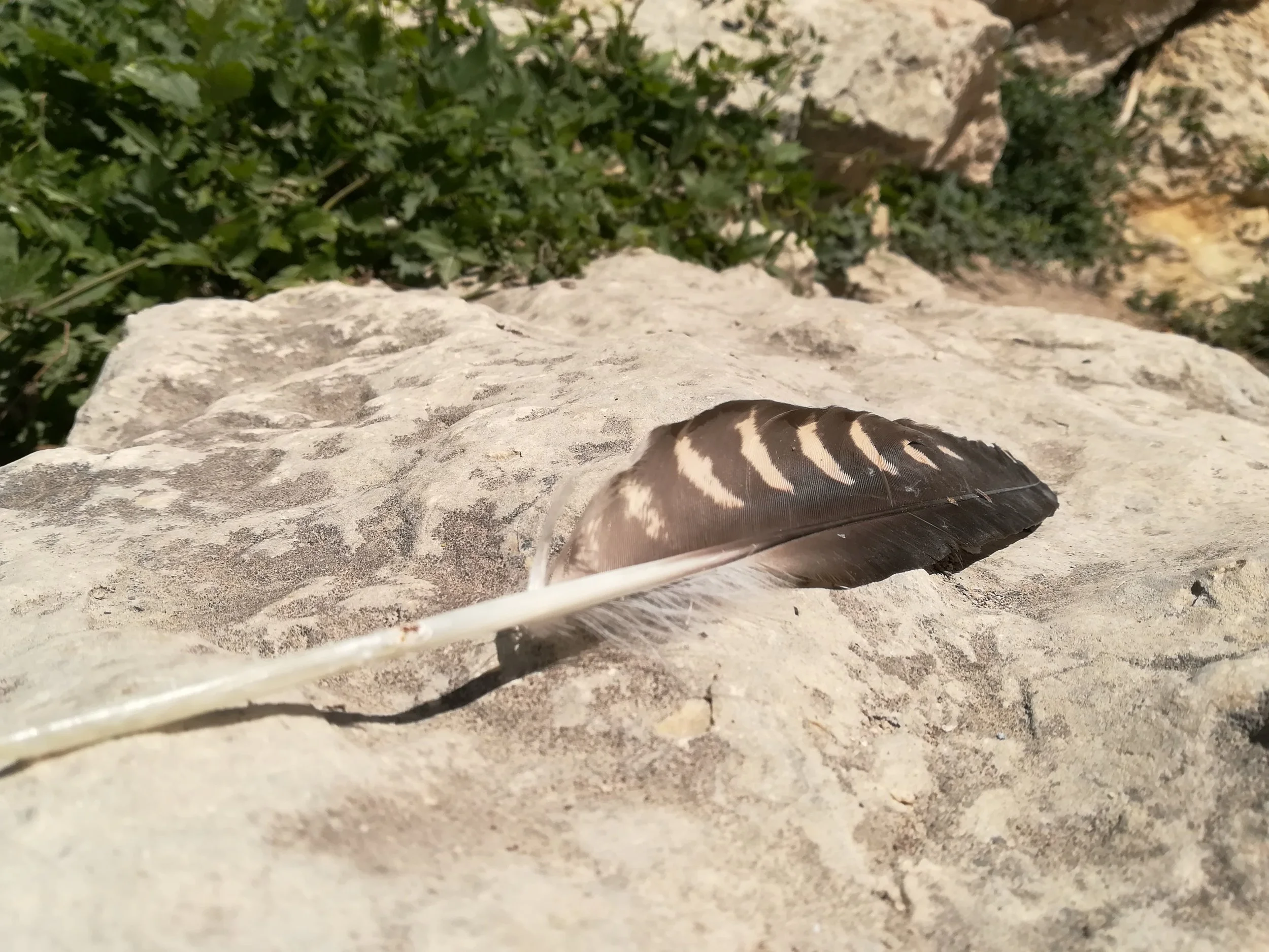 feather.jpg
