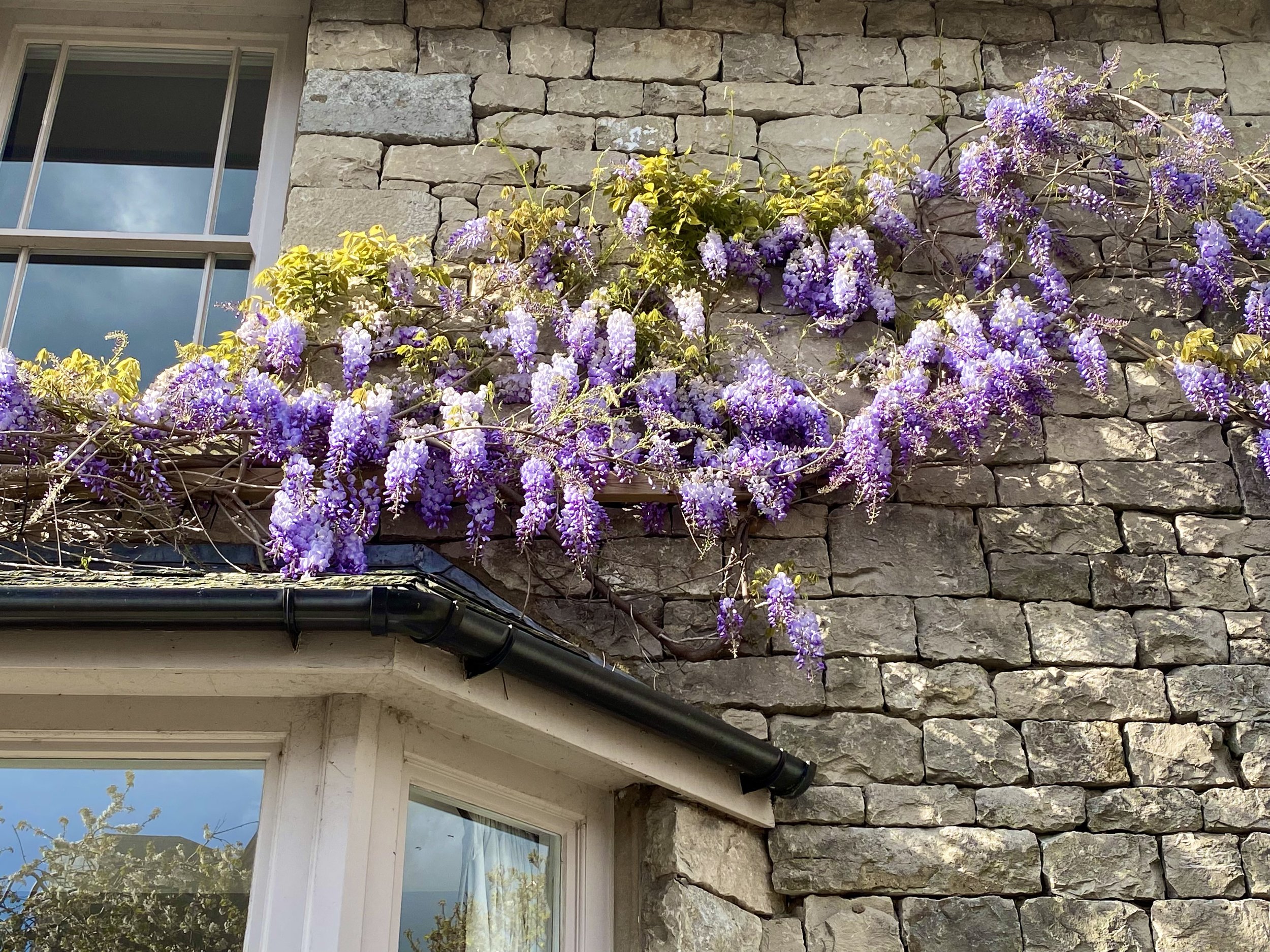 Wisteria April 2022.jpg