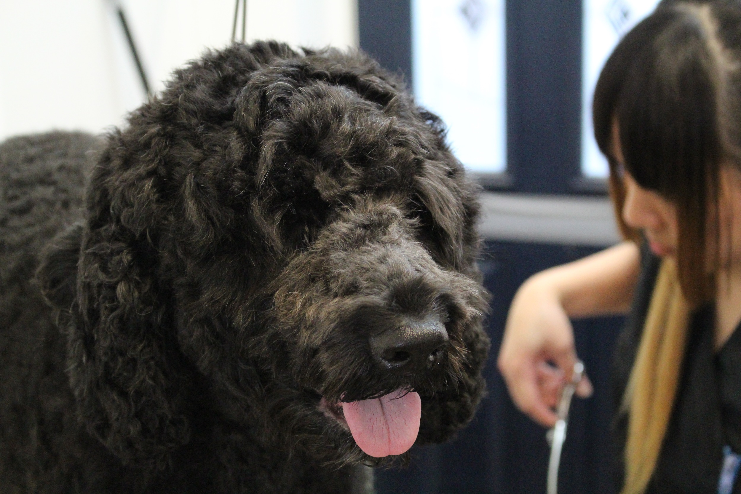 Perfect Pooch Grooming