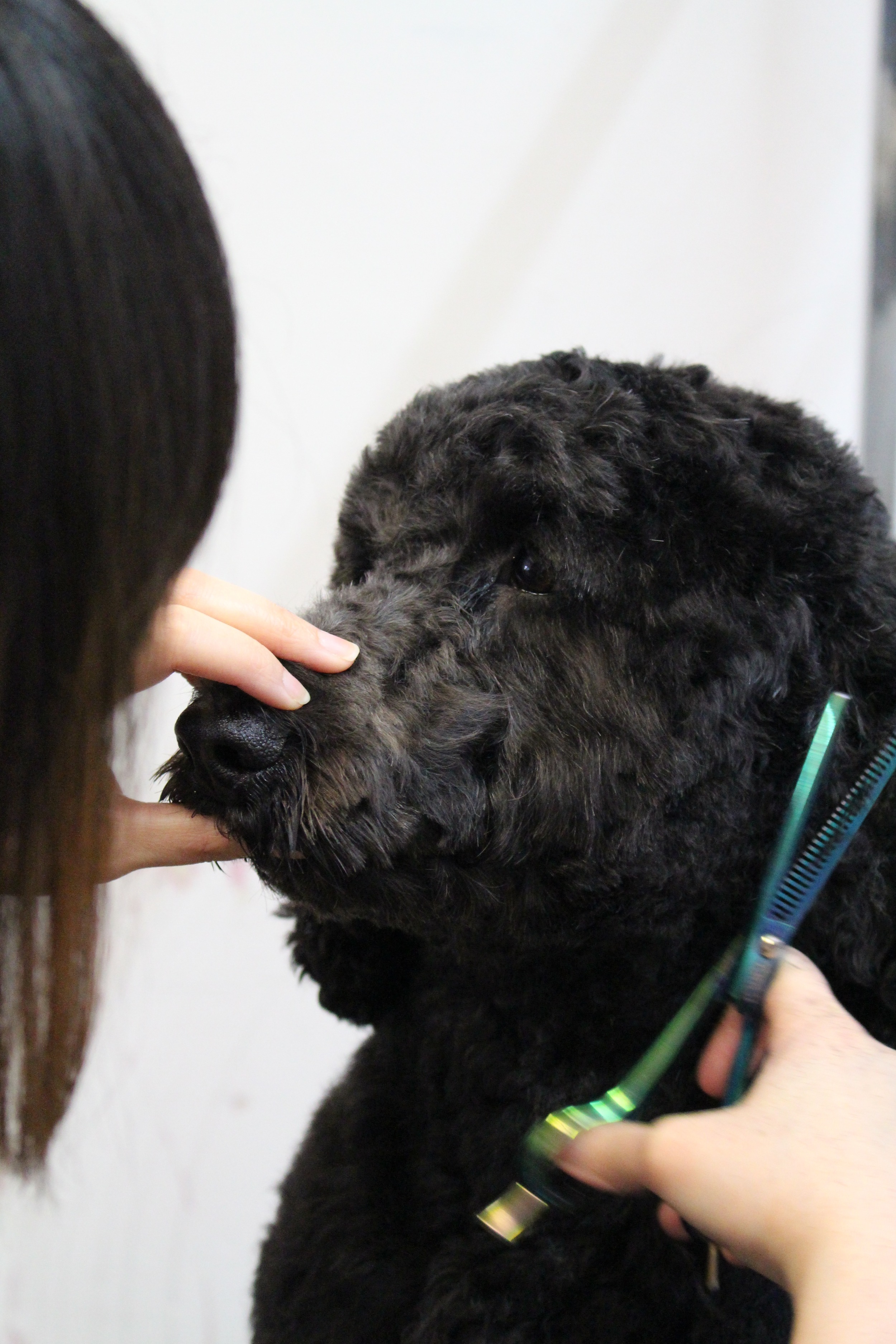 Perfect Pooch Grooming