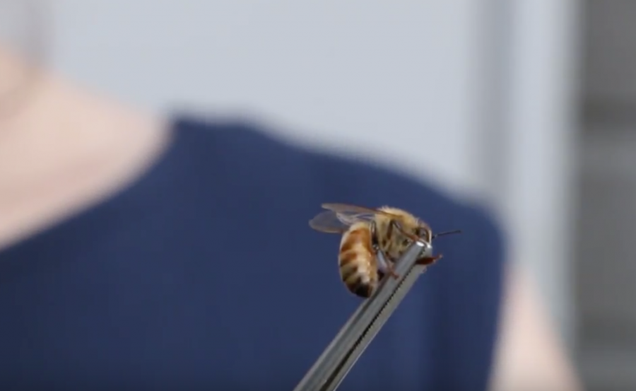 Honey Bees as Medicine