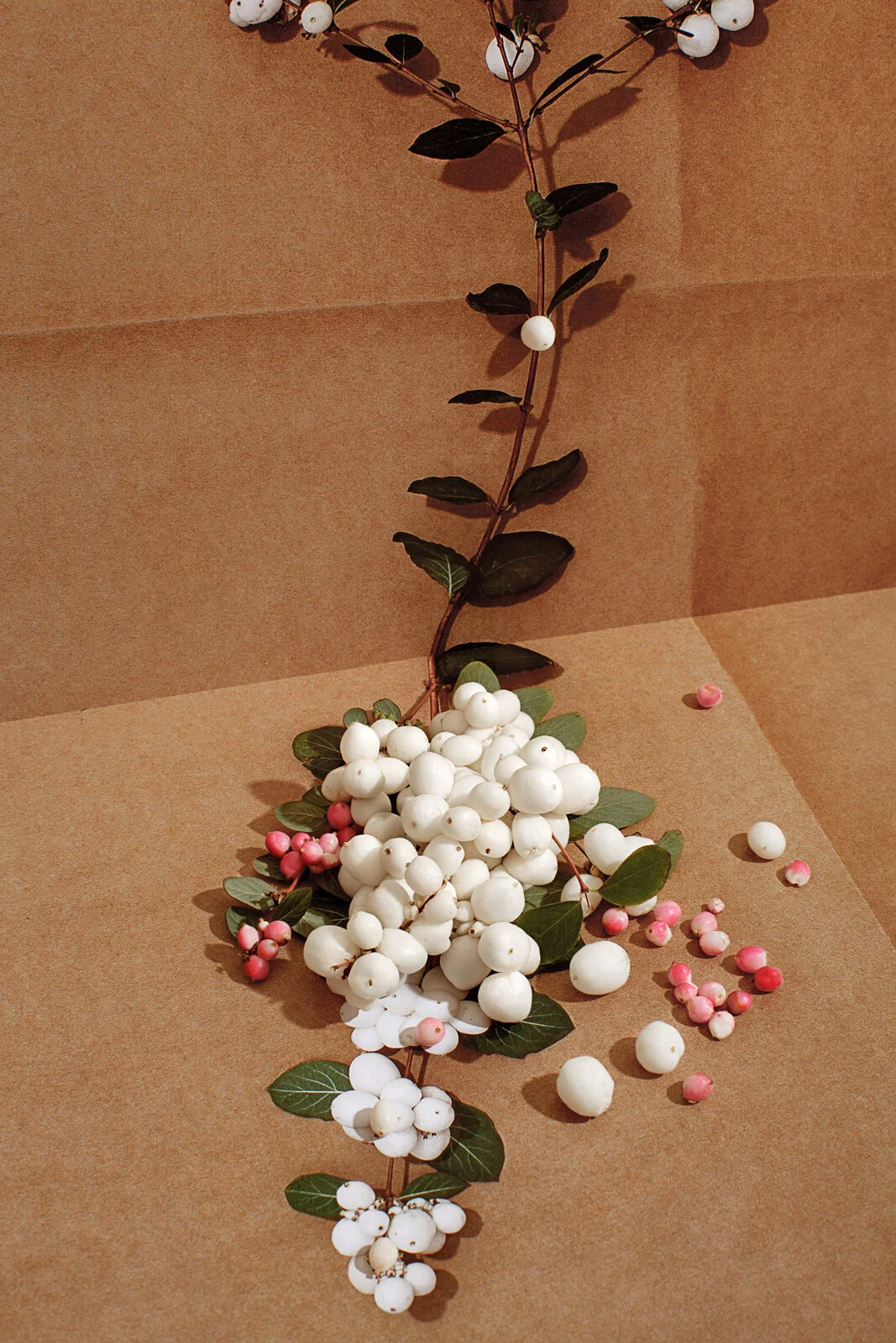 studio-likeness_saatenohnegrenzen-7_Schneebeere.jpg