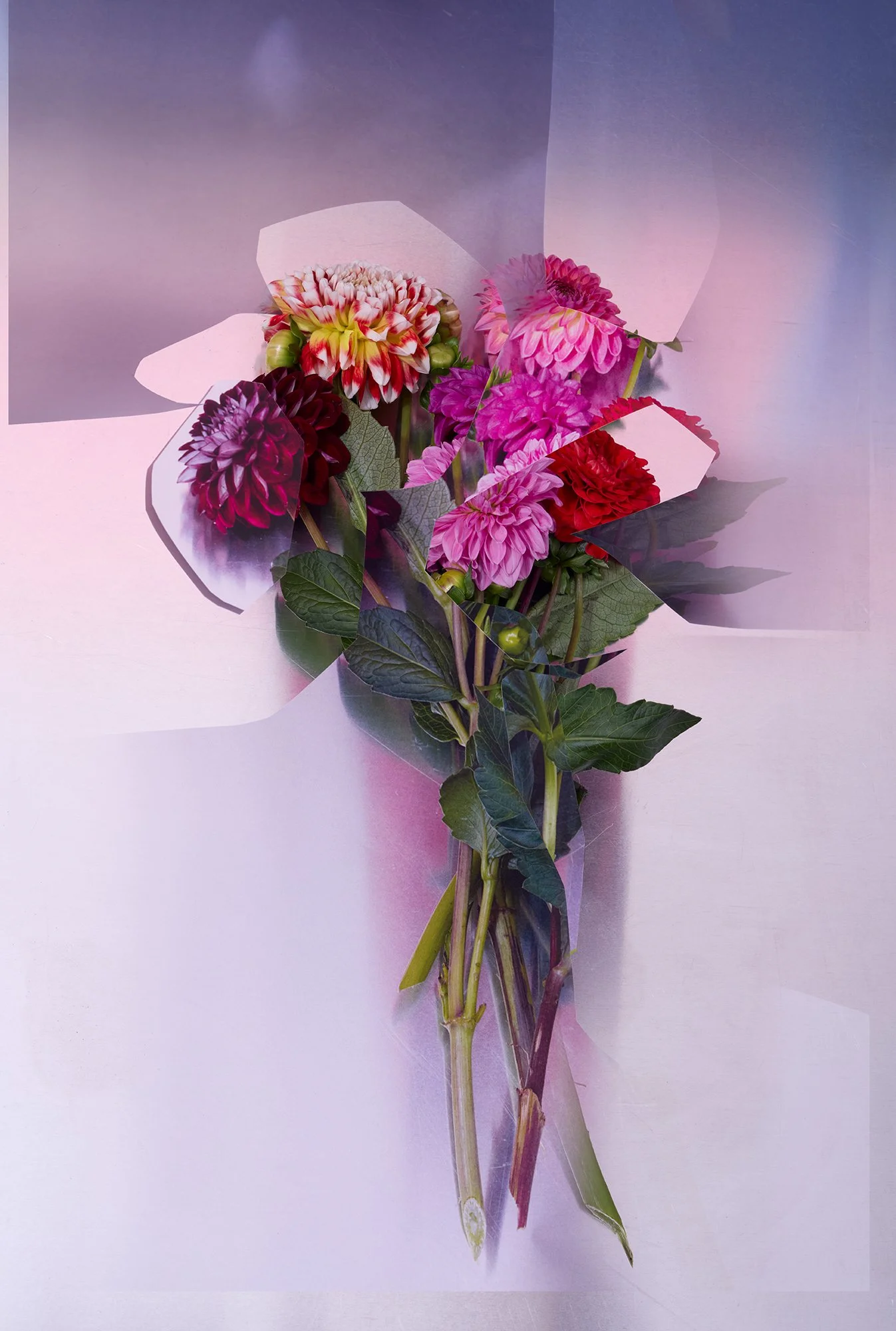 Harms_N´Roses_#4.jpg