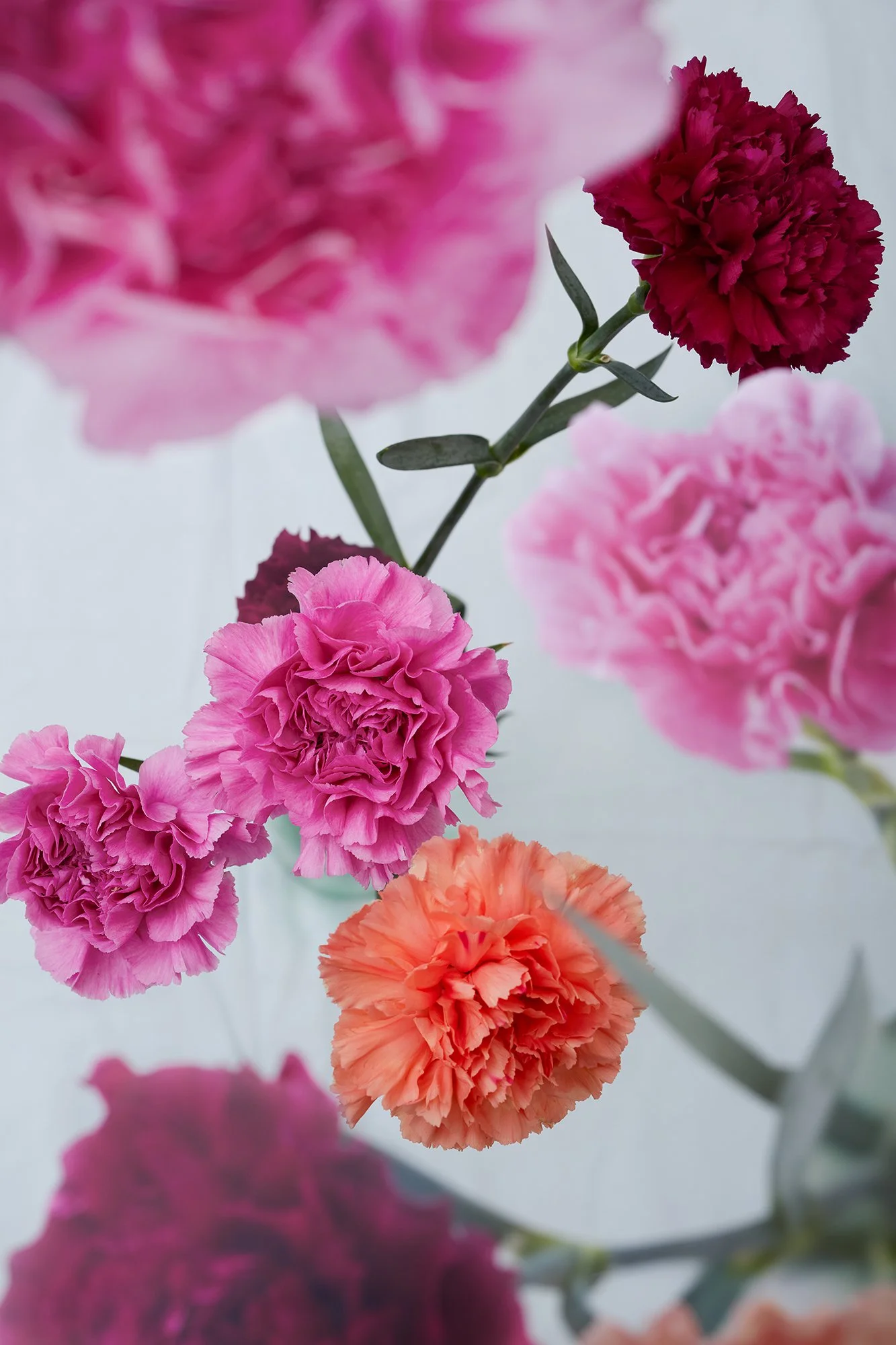 Harms_N´Roses_#5.jpg