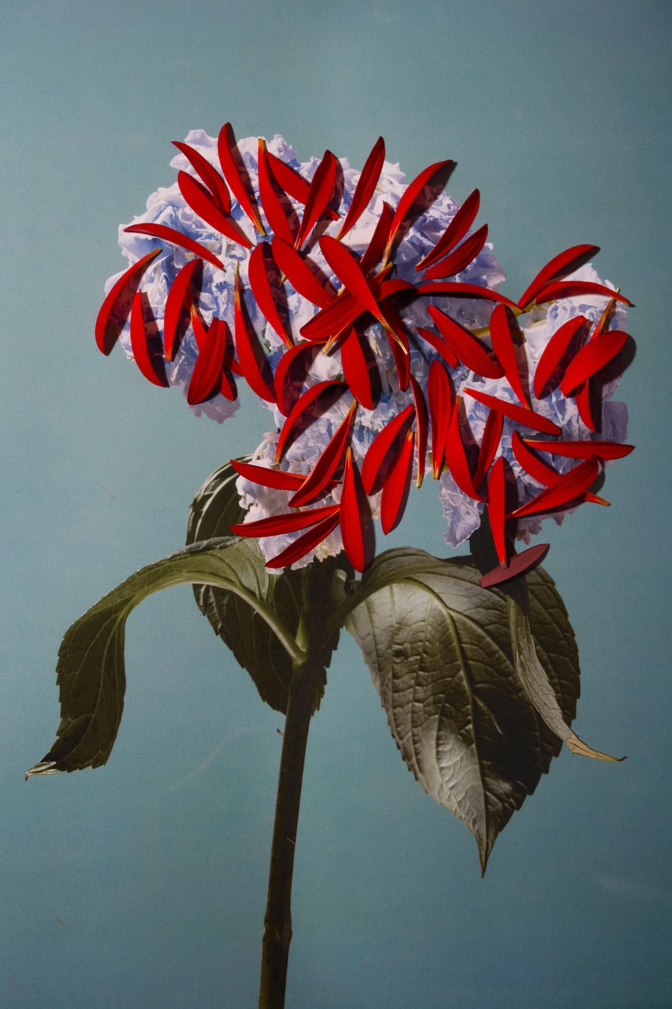 Harms_N´Roses_#8.jpg