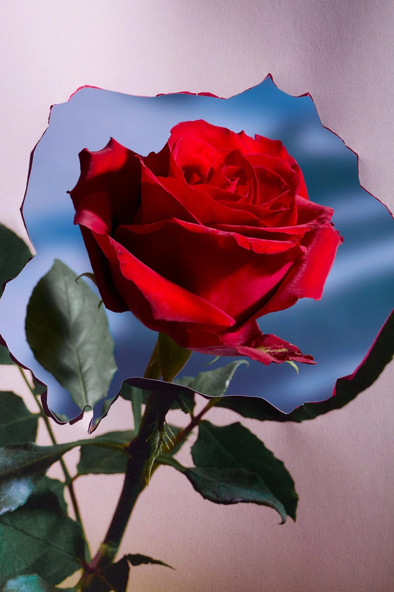 Harms_N´Roses_#9.jpg