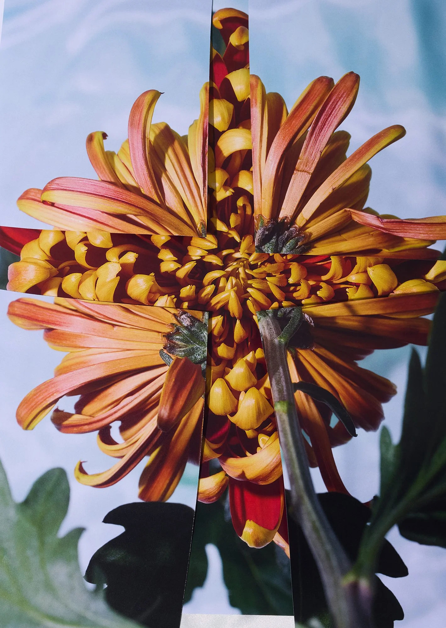 Harms_N´Roses_#11.jpg