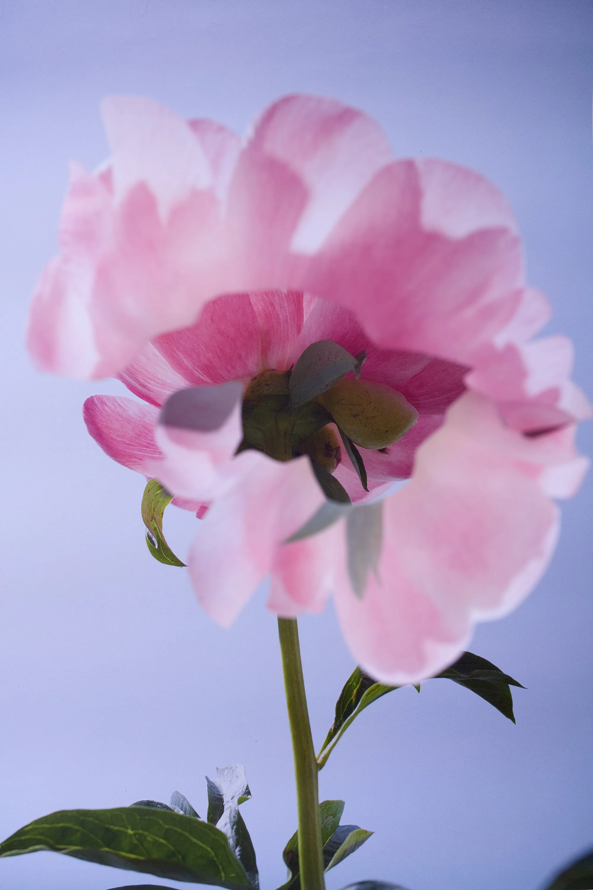 Flower_Tantrum_23921_sRGB.jpg