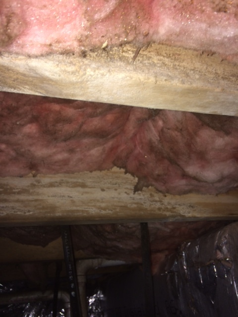 An inspection where the owner swore there was no mold. MOLD CAN BE HARD TO SEE FOR THE UNTRAINED EYE. A SILENT KILLER. How HeaLTHy is your home? 