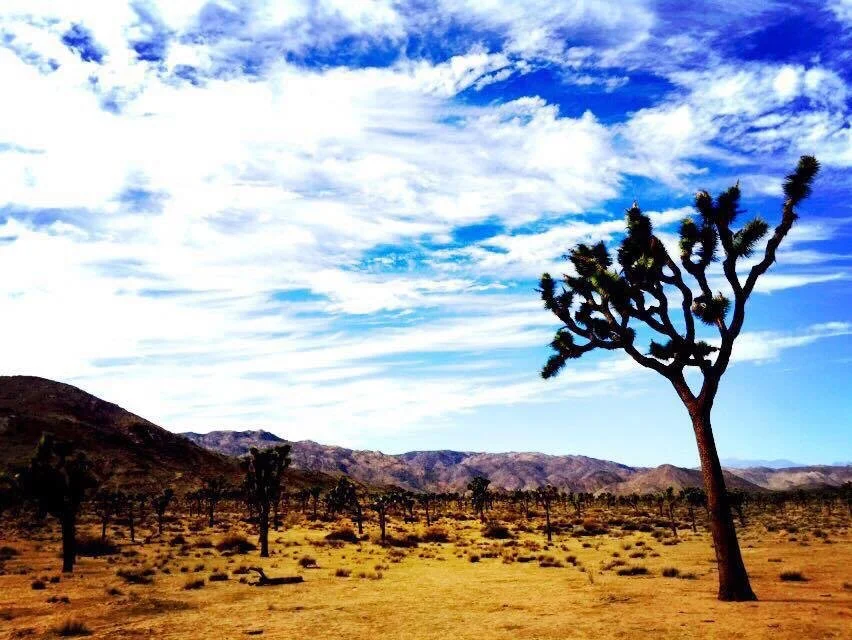 Joshua Tree