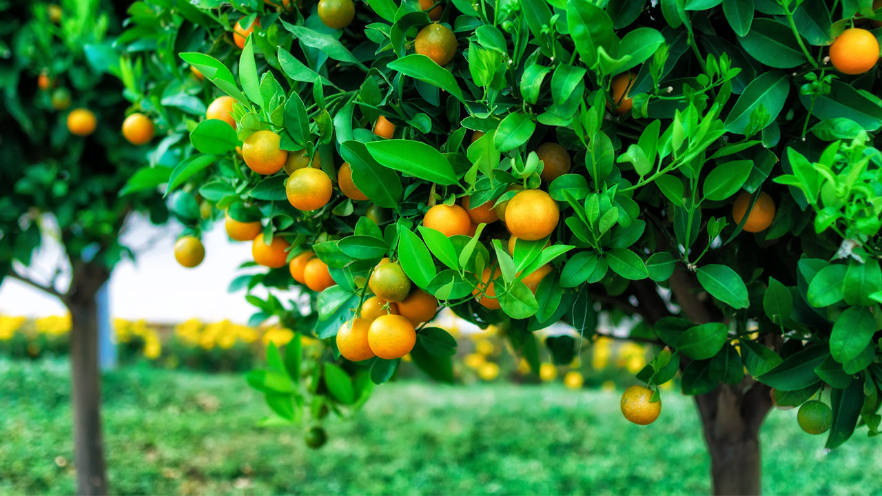 BEACON FOOD FOREST