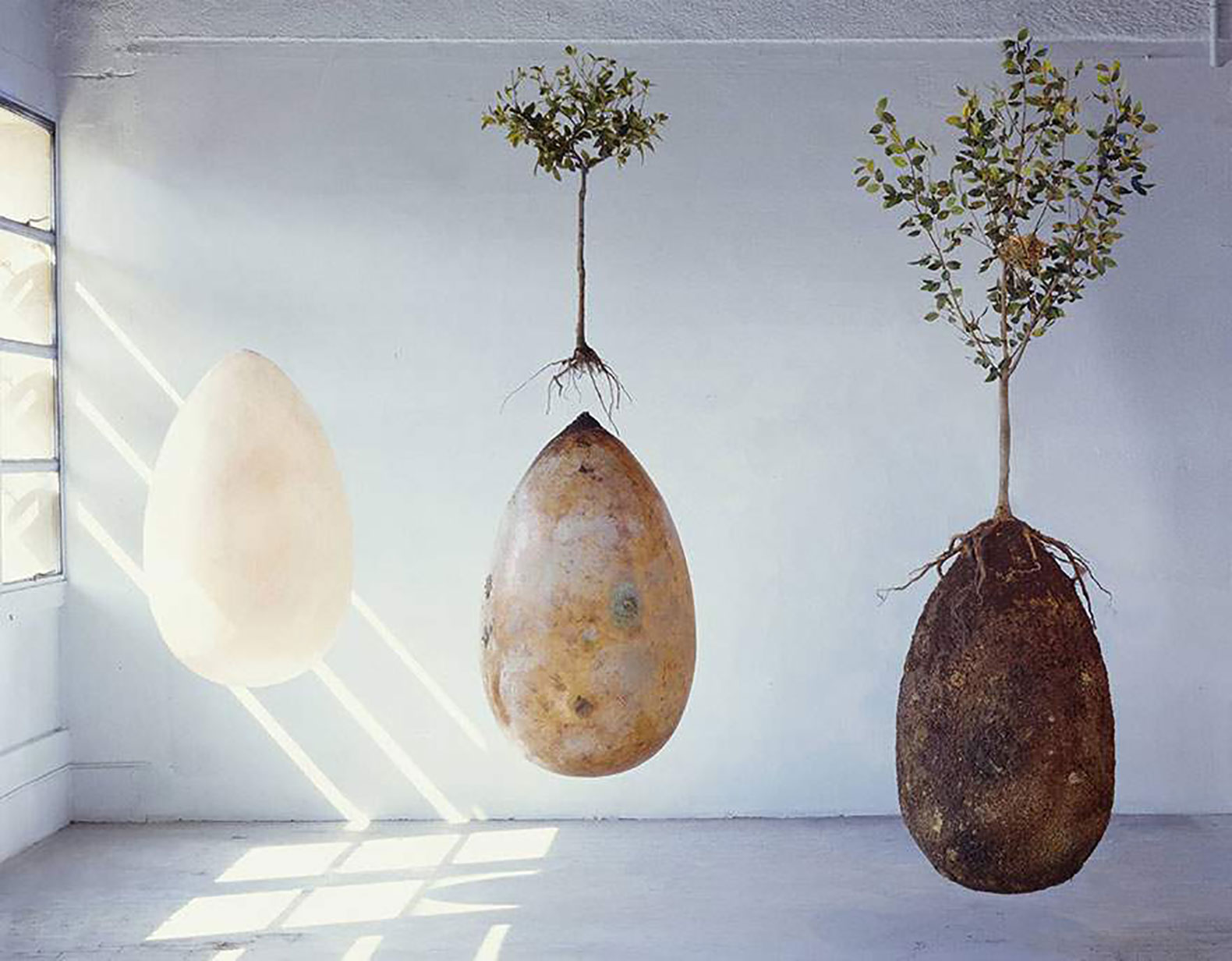 TREE BURIAL PODS