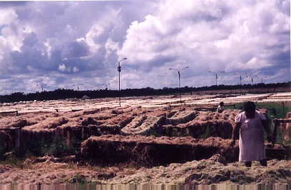 henequen_plantation_3.jpg
