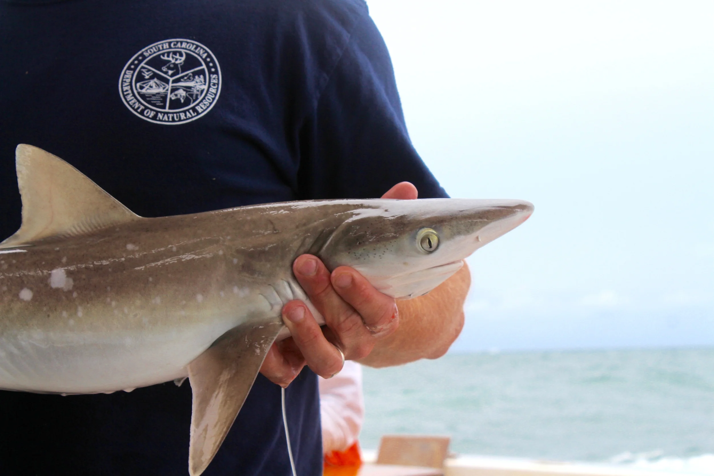 The Atlantic sharpnose shark, one of South Carolina's most common species, maxes out at four feet long. (Photo: E. Weeks/SCDNR)