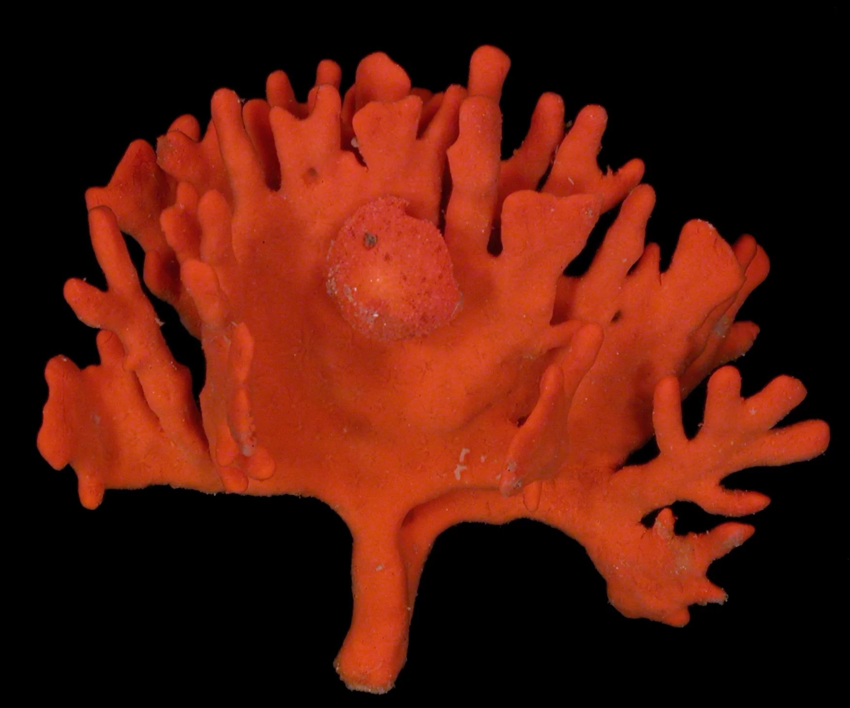 Taxonomy Tuesday: Fan Sponge