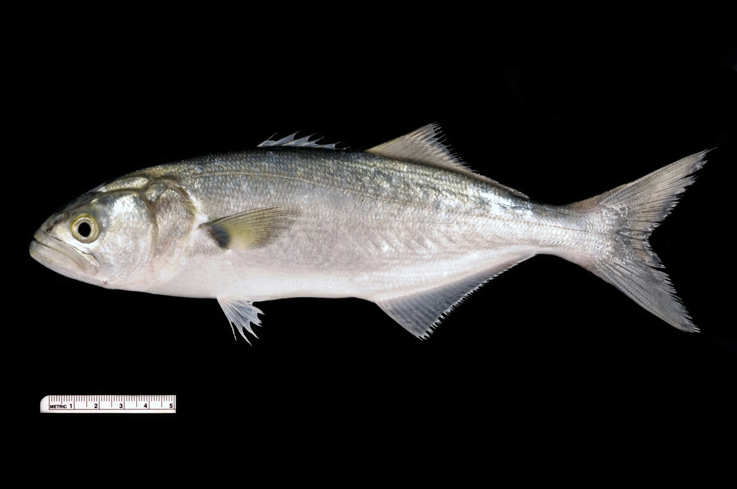 Taxonomy Tuesday: Bluefish