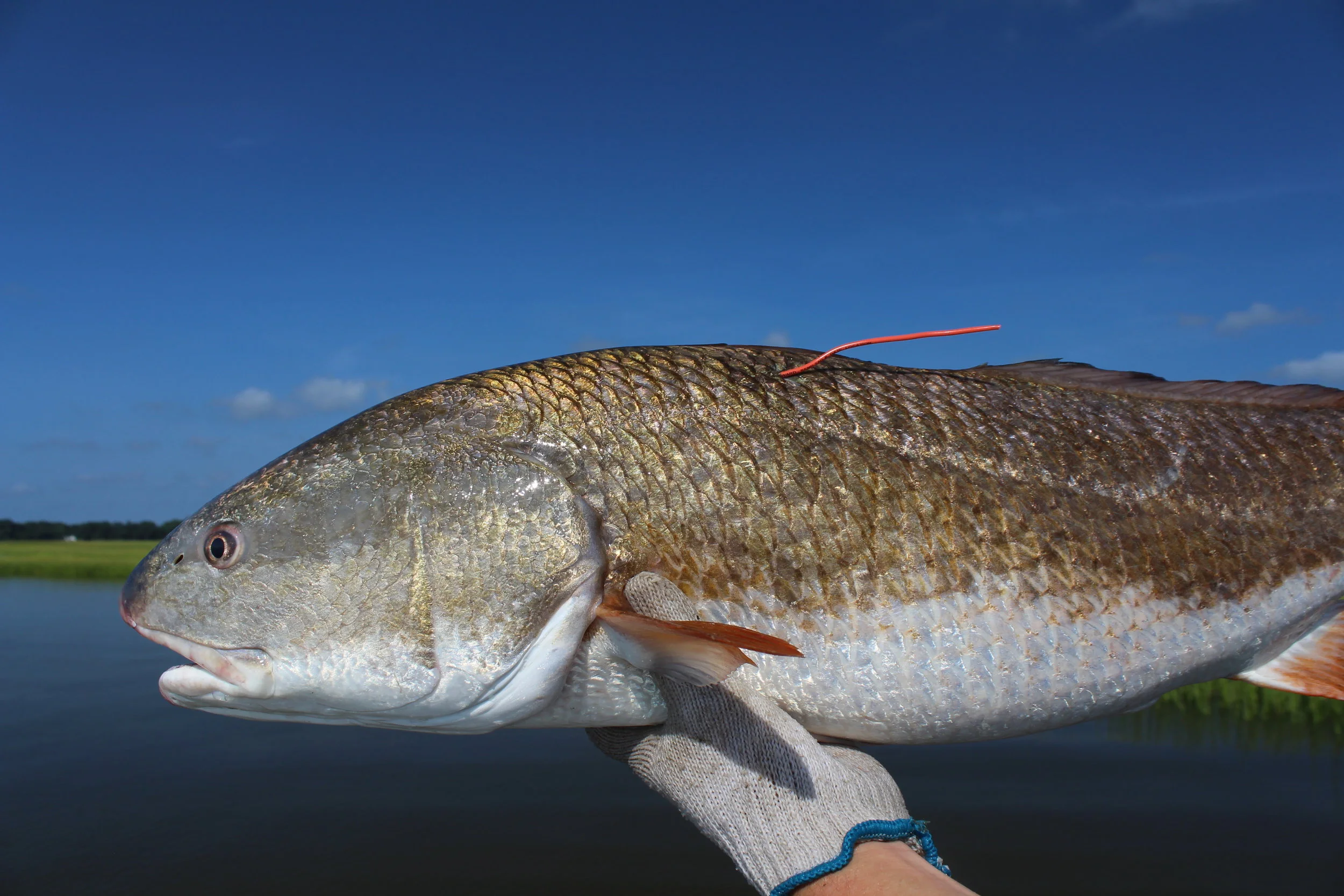SCDNR biologists collect adult red drum slightly older than this fish to serve as the stocking program's "broodstock," or parent fish. They're regularly released, and new fish are brought in to ensure genetic diversity in the stocking program. (Photo: E. Weeks/SCDNR)