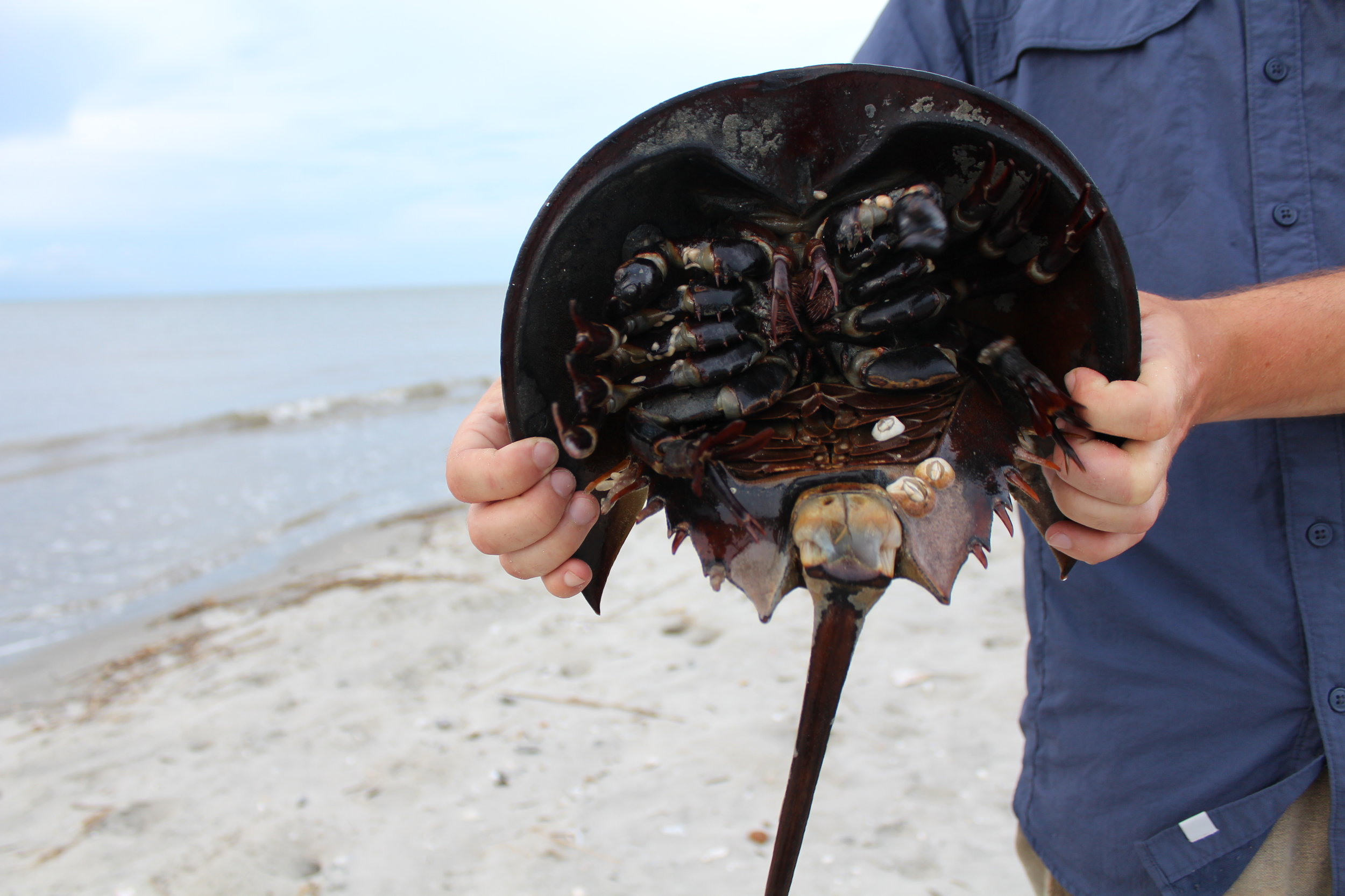Save This Animal's Life With a Simple Act -- It May Help Save Your Own —  SOUTH CAROLINA COASTAL RESOURCES