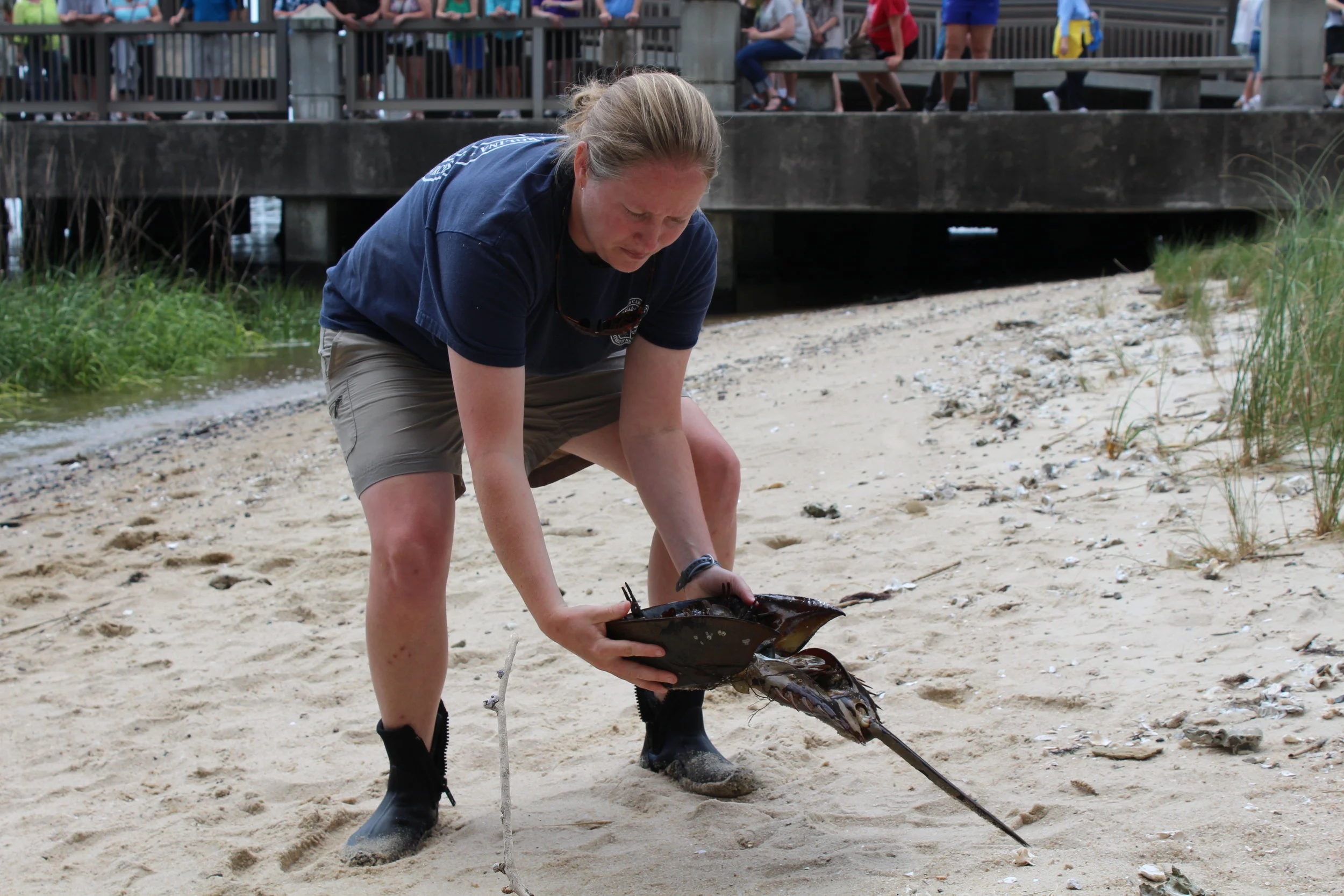 Former SCDNR biologist Amy Fowler demonstrates how to hold and flip a stranded horseshoe crab at the SC Aquarium in 2016. (Photo: E. Weeks/SCDNR)