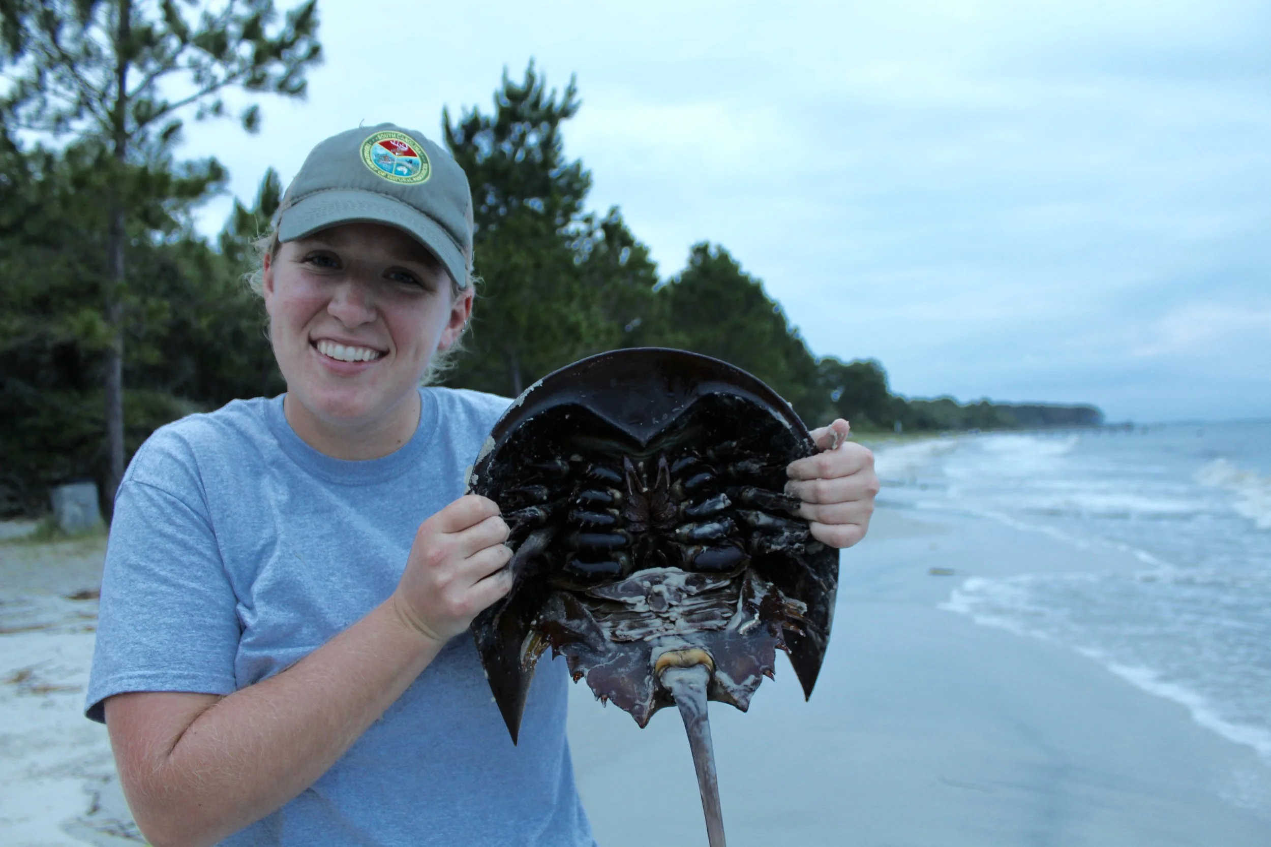 Former SCDNR marine educator Emily Foy holds a horseshoe crab before a 2016 survey. (Photo: E. Weeks/SCDNR)