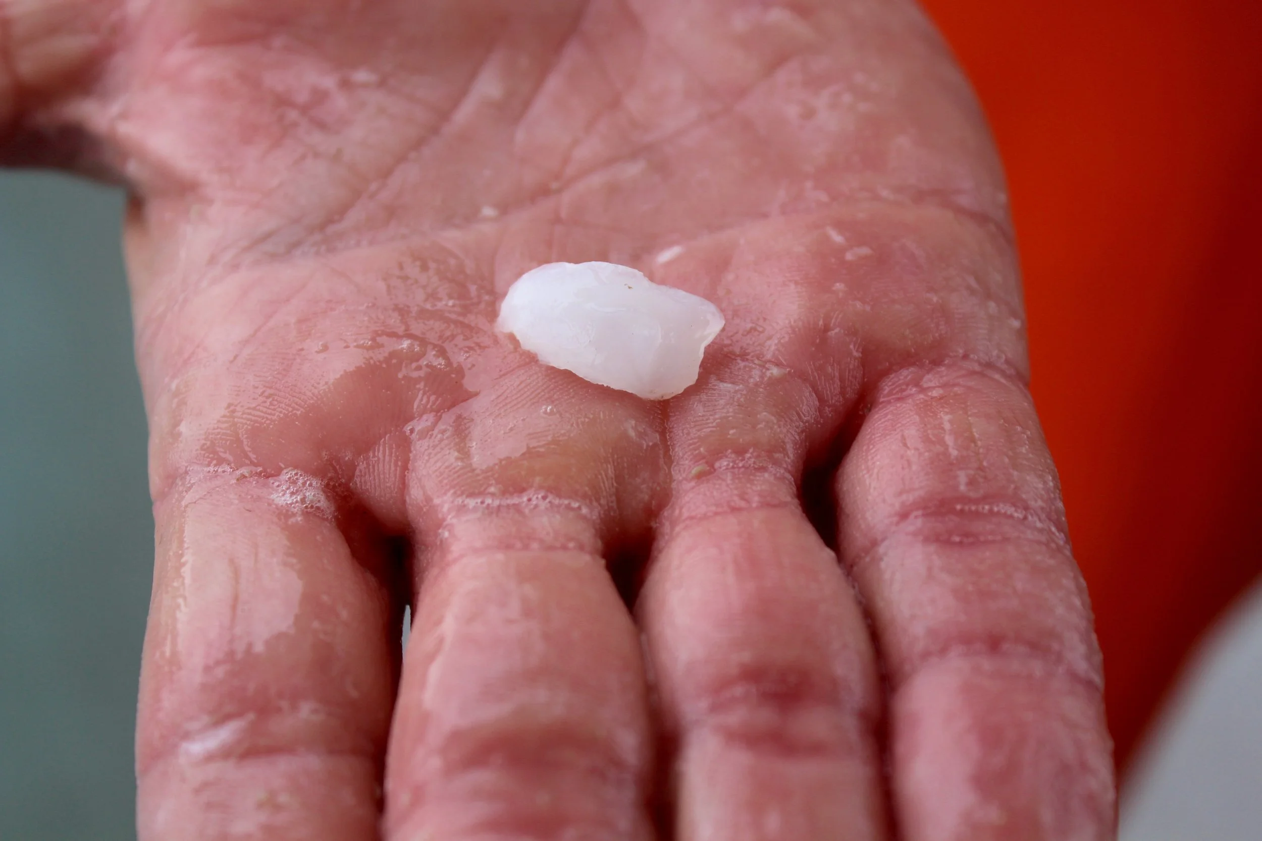 SCDNR biologists can count the rings in fish otoliths, or ear bones, to determine the age of a fish. (Photo: E. Weeks/SCDNR)