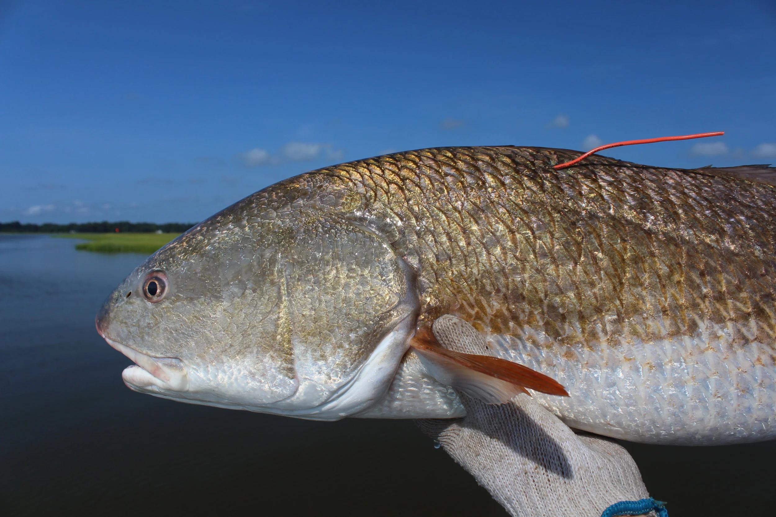 This red drum was tagged on a 2015 trammel net survey. (Photo: E. Weeks/SCDNR)
