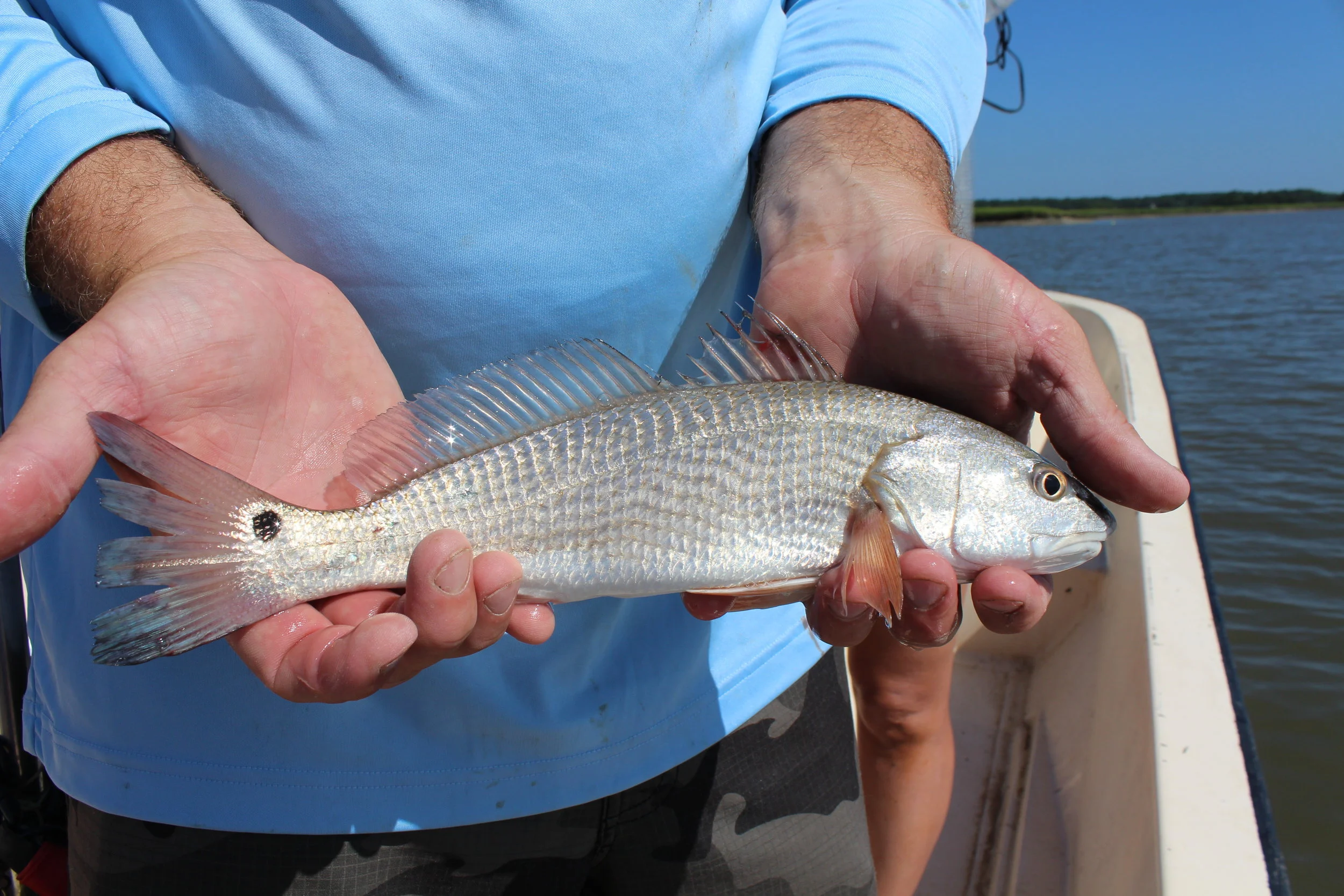 Q&A with a Red Drum Researcher