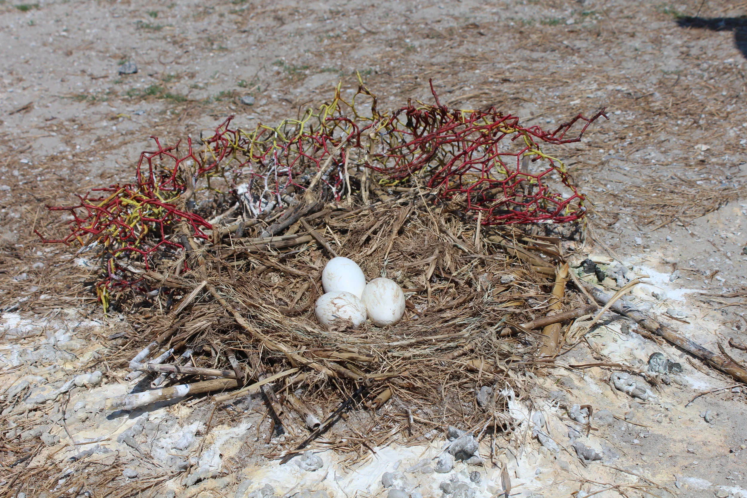 Brown pelicans also nest on Tomkins Island. These pelican parents incorporated discarded chunks of a crab trap into their nest construction. Marine debris is an unfortunate fact of life for seabirds and shorebirds, which commonly ingest plastics and can become entangled in fishing line and balloon strings. (Photo: E. Weeks/SCDNR)