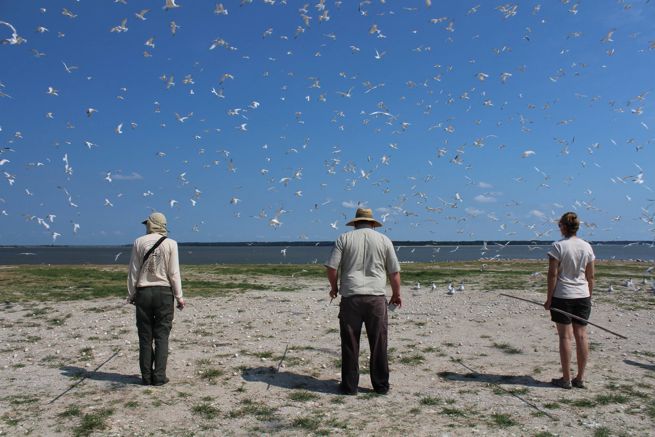 SCDNR and U.S. Fish and Wildlife Savannah Coastal Refuges Complex staff stand at the starting point for the nest count. Participants use bamboo to section off the areas they'll count.
