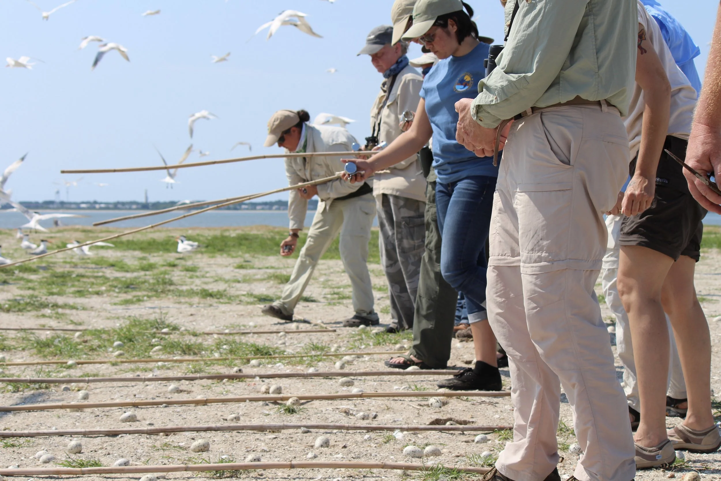 Nest counters start in a line and walk very cautiously to the end of their bamboo poles, counting each nest as they go. (Photo: E. Weeks/SCDNR)