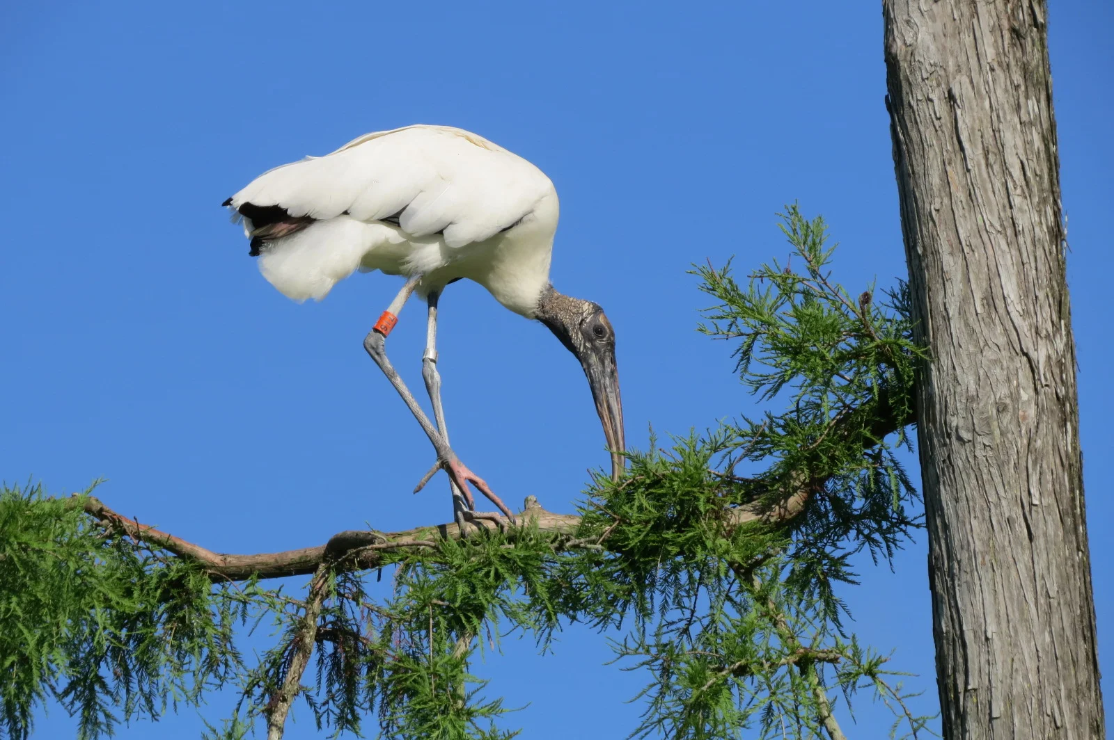 Bands like the orange one seen above can help researchers track the movement of wood storks. (Photo: Christy Hand/SCDNR)