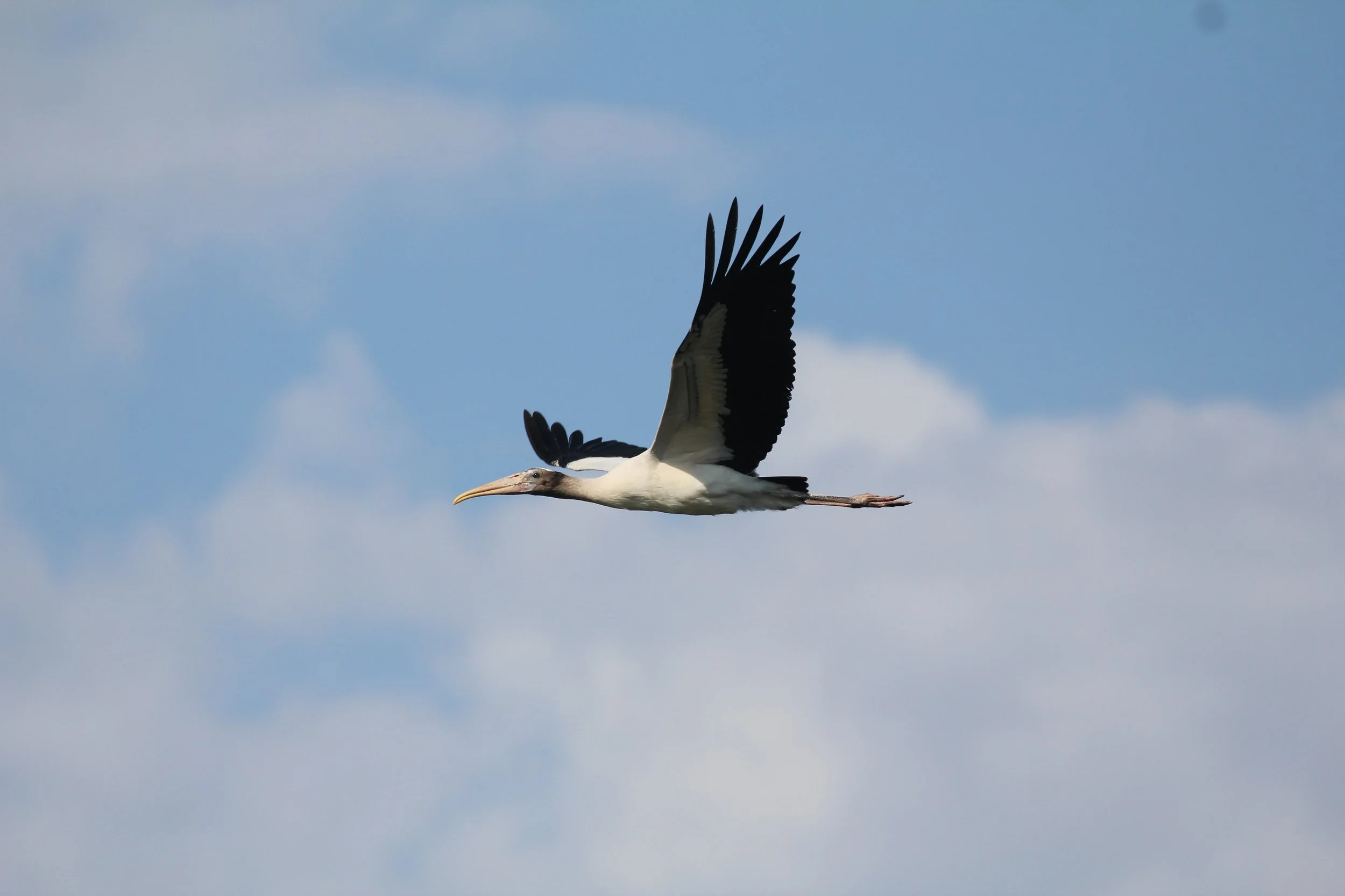 A young wood stork in flight. (Photo: Christy Hand/SCDNR)